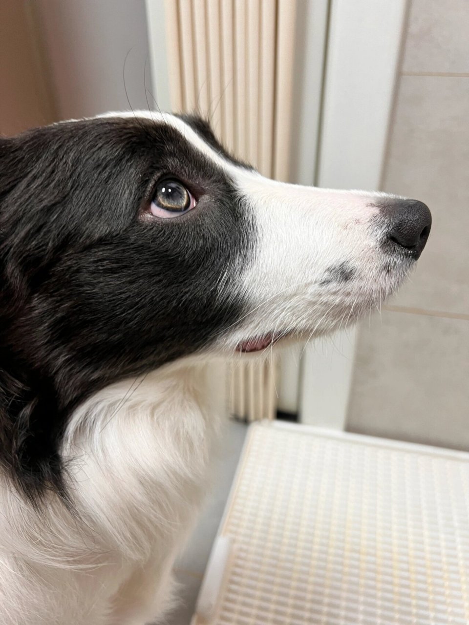 狗狗的胡须也会分叉?