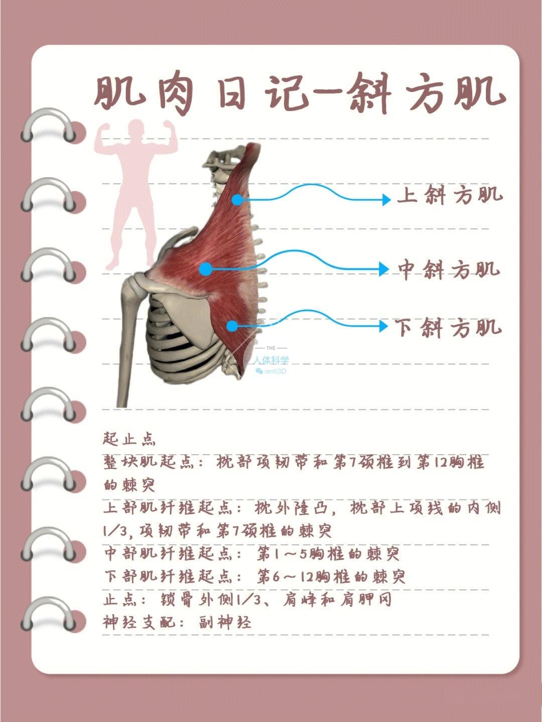 斜方肌起止点示意图图片