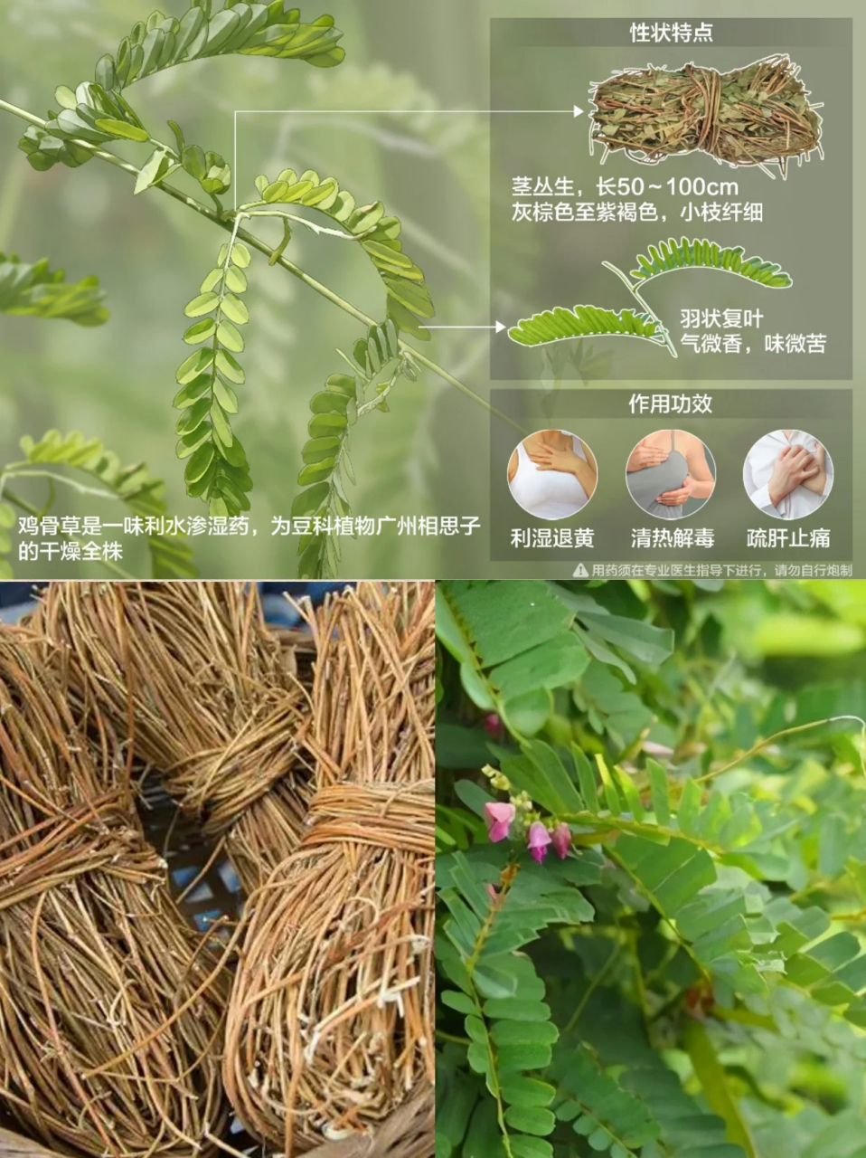 每天认识一味中草药|鸡骨草 91别名:黄头草,猪腰草,黄仔草,大黄草