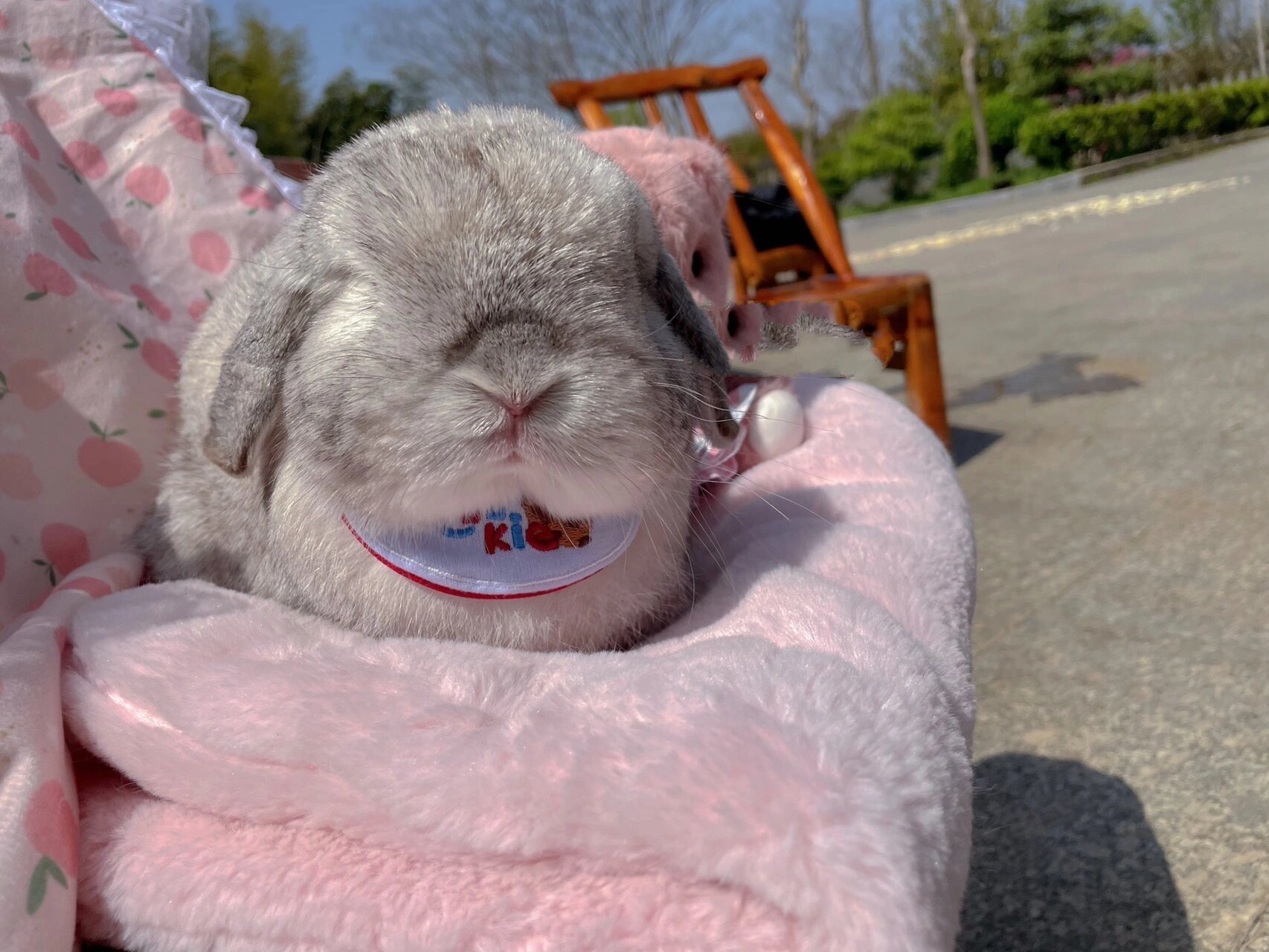 双血统霜白垂耳兔-炸鸡的成长返图 今天正好翻到炸鸡小时候的样子