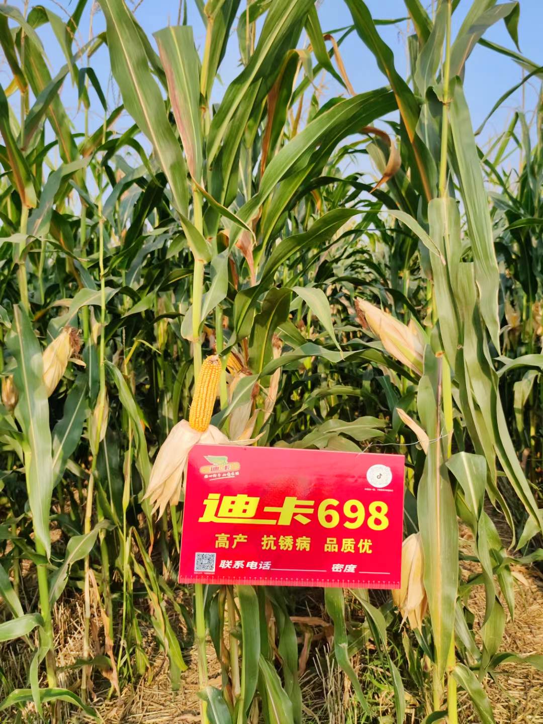 中种国际种子有限公司最新国审品种迪卡698隆重上市