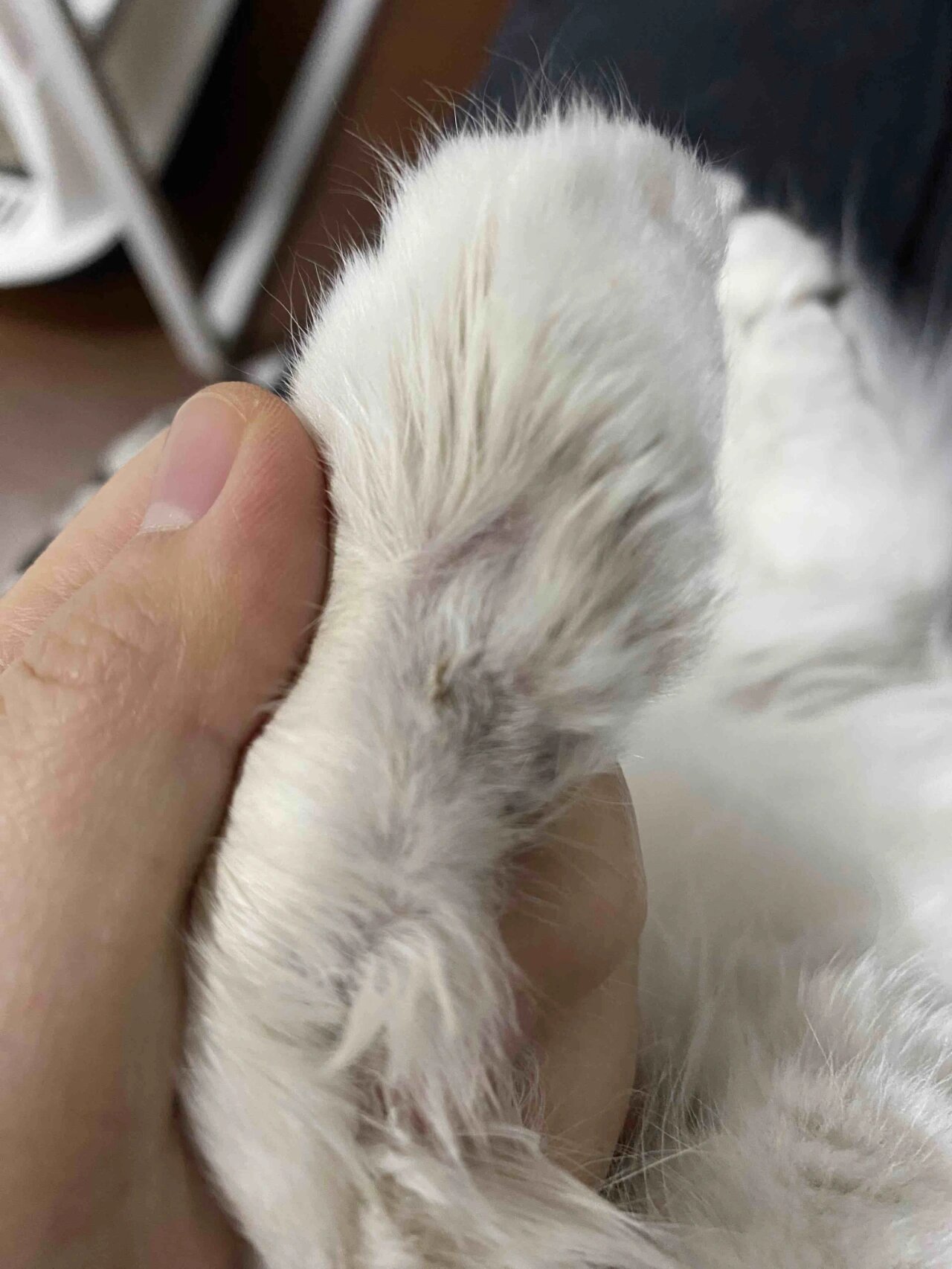 幼猫奶癣为什么好得快?奶癣和猫癣的区别