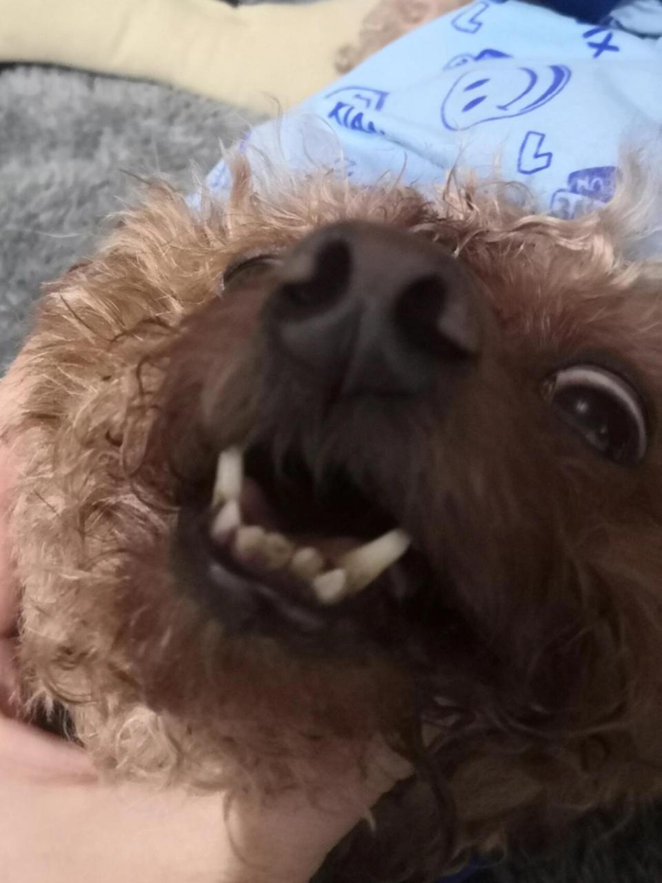 泰迪狗狗鼻子没什么毛怎么办?