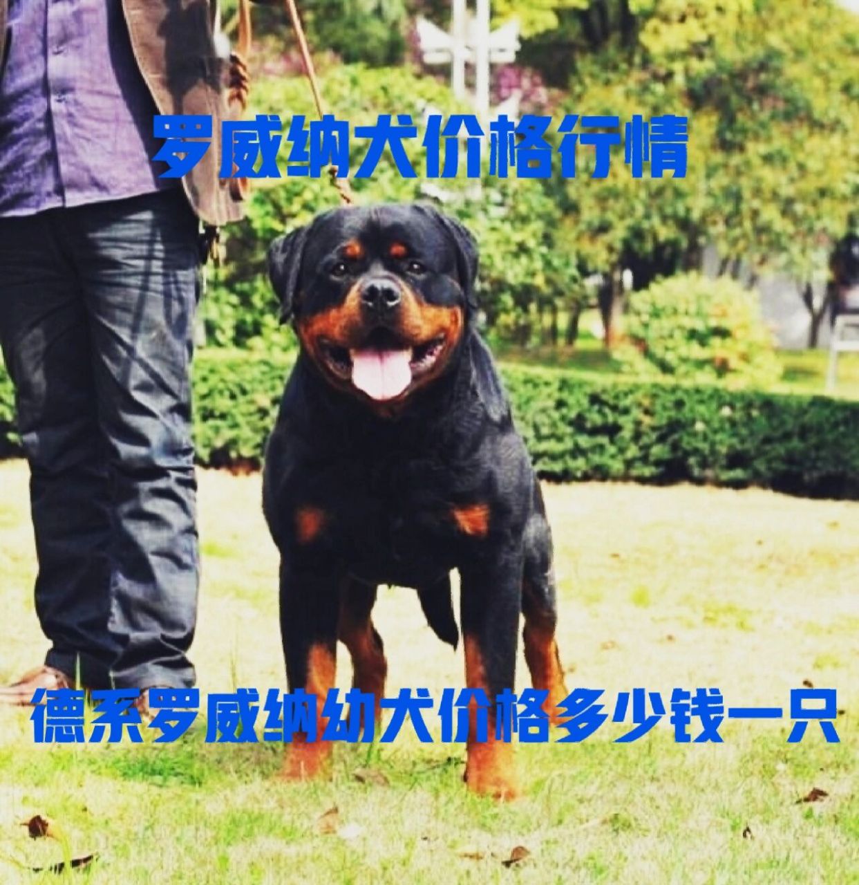 罗威纳犬价格行情德系罗威纳幼犬价格多少钱 一般罗威纳犬的价格在
