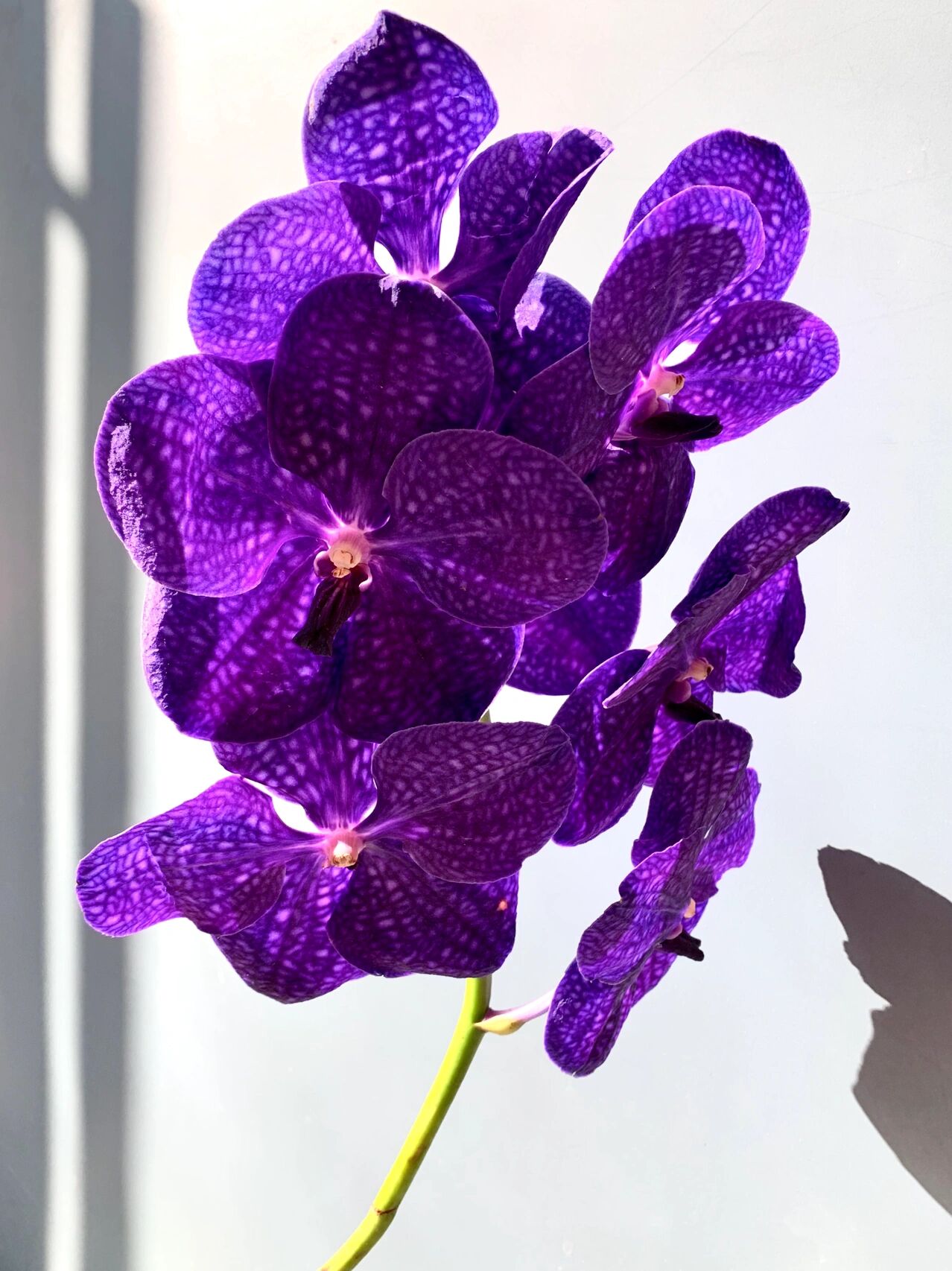 "爱你不长,只有一生" --- 图21566万代兰 花语:卓越 花期及养护