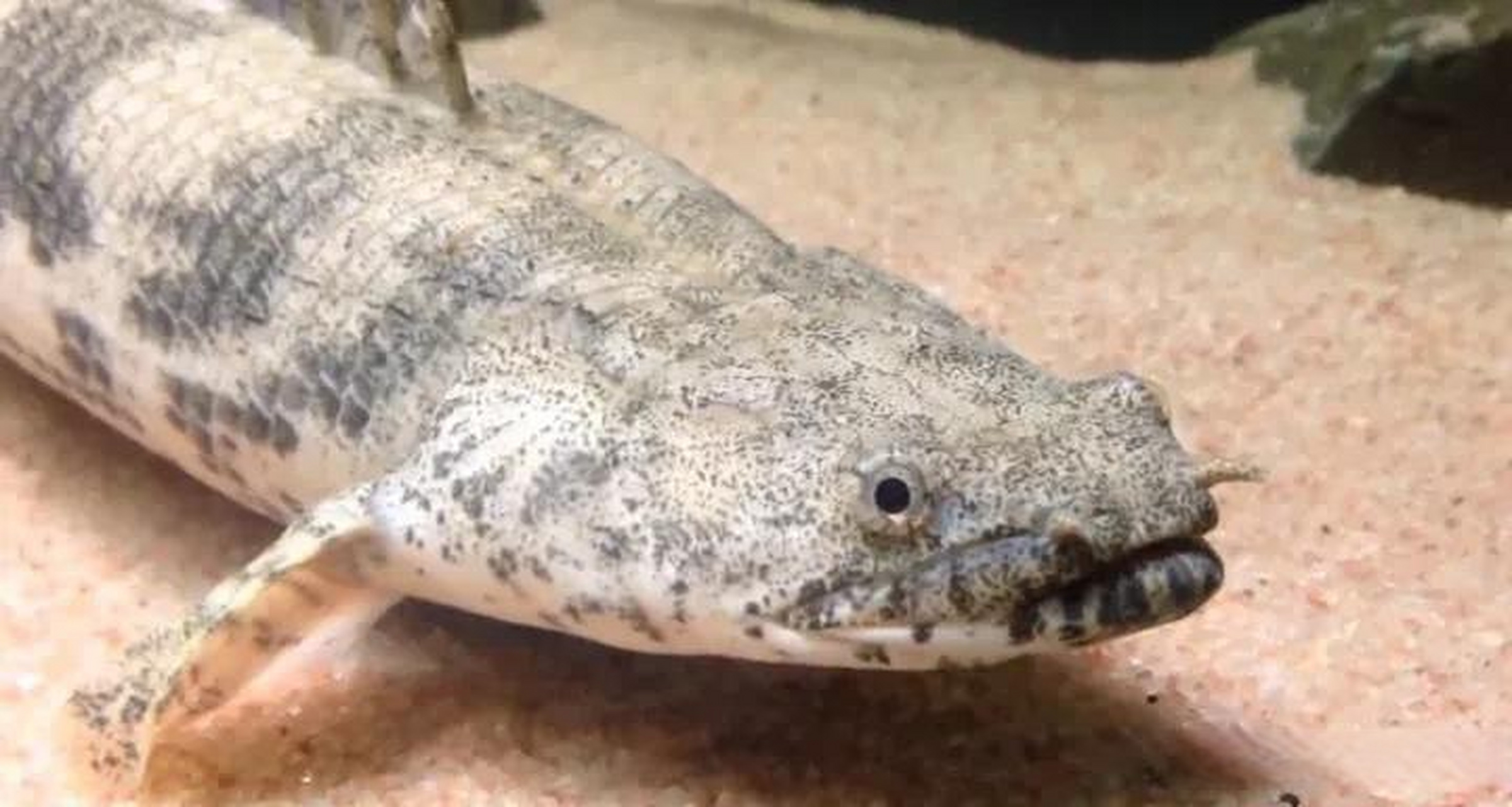 恐龙鱼是古老的鱼类是属于热带鱼类,恐龙鱼这种鱼类分为有好几种,除了