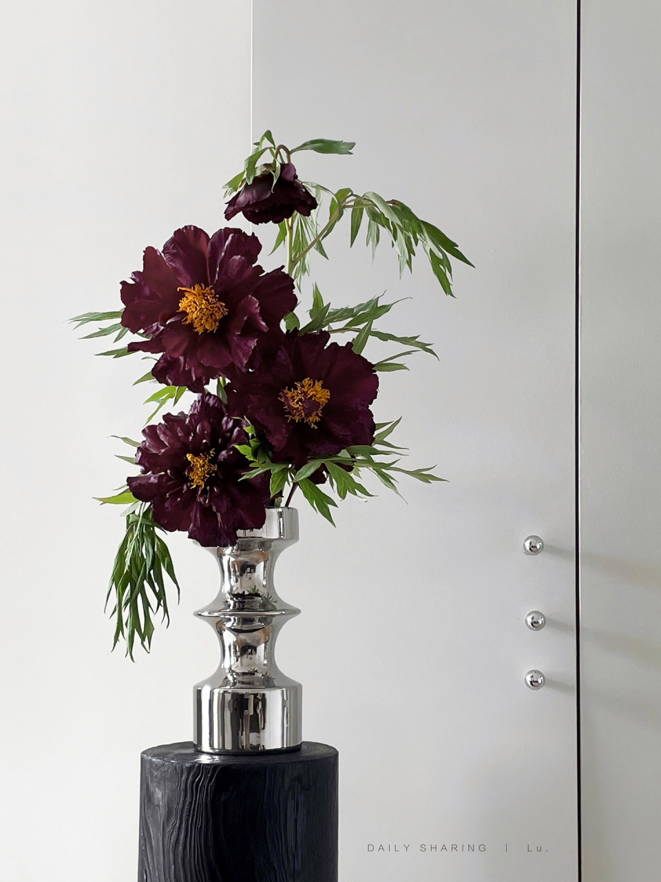 一瓶花|黑豹牡丹 - 红到发黑的牡丹也太高级了 厚实的花瓣带丝绒质感