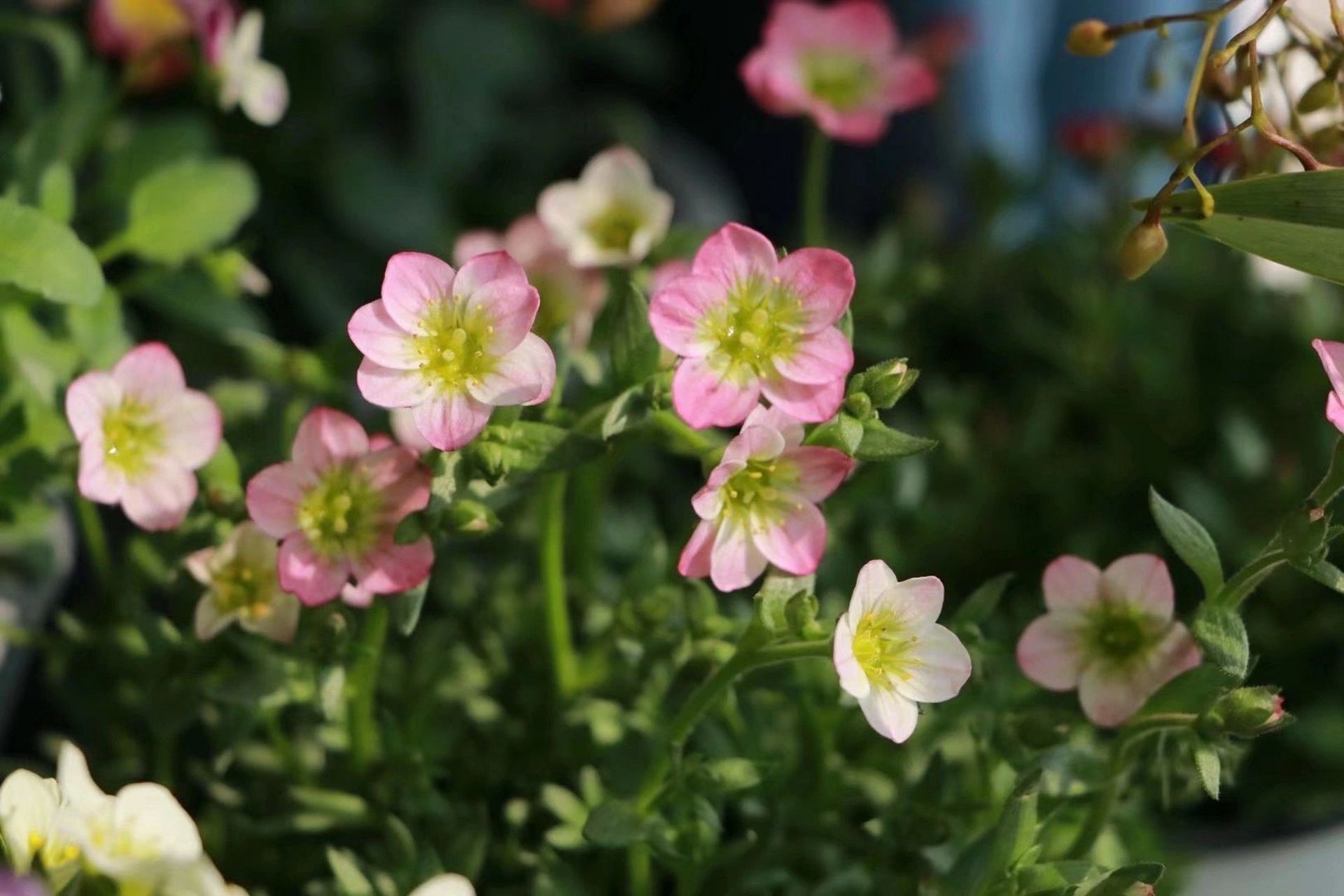 花园植物/高山虎耳草 最近这两年特别喜欢花朵迷你,但是一开就能爆花