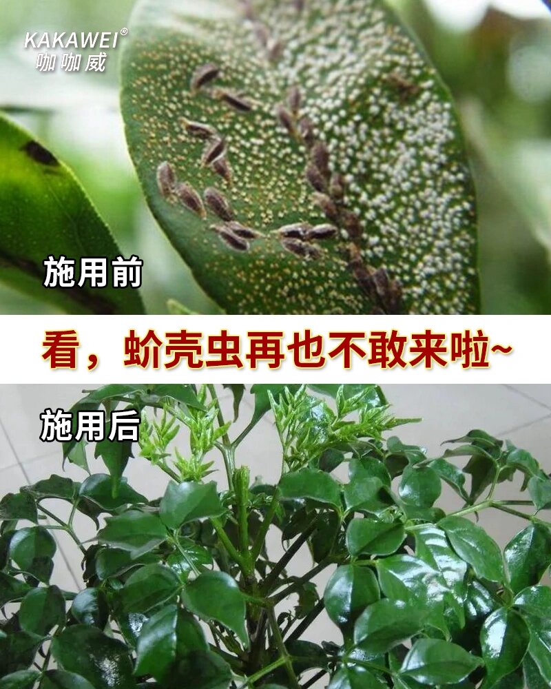 幸福树上长了白色棉絮状的虫😳