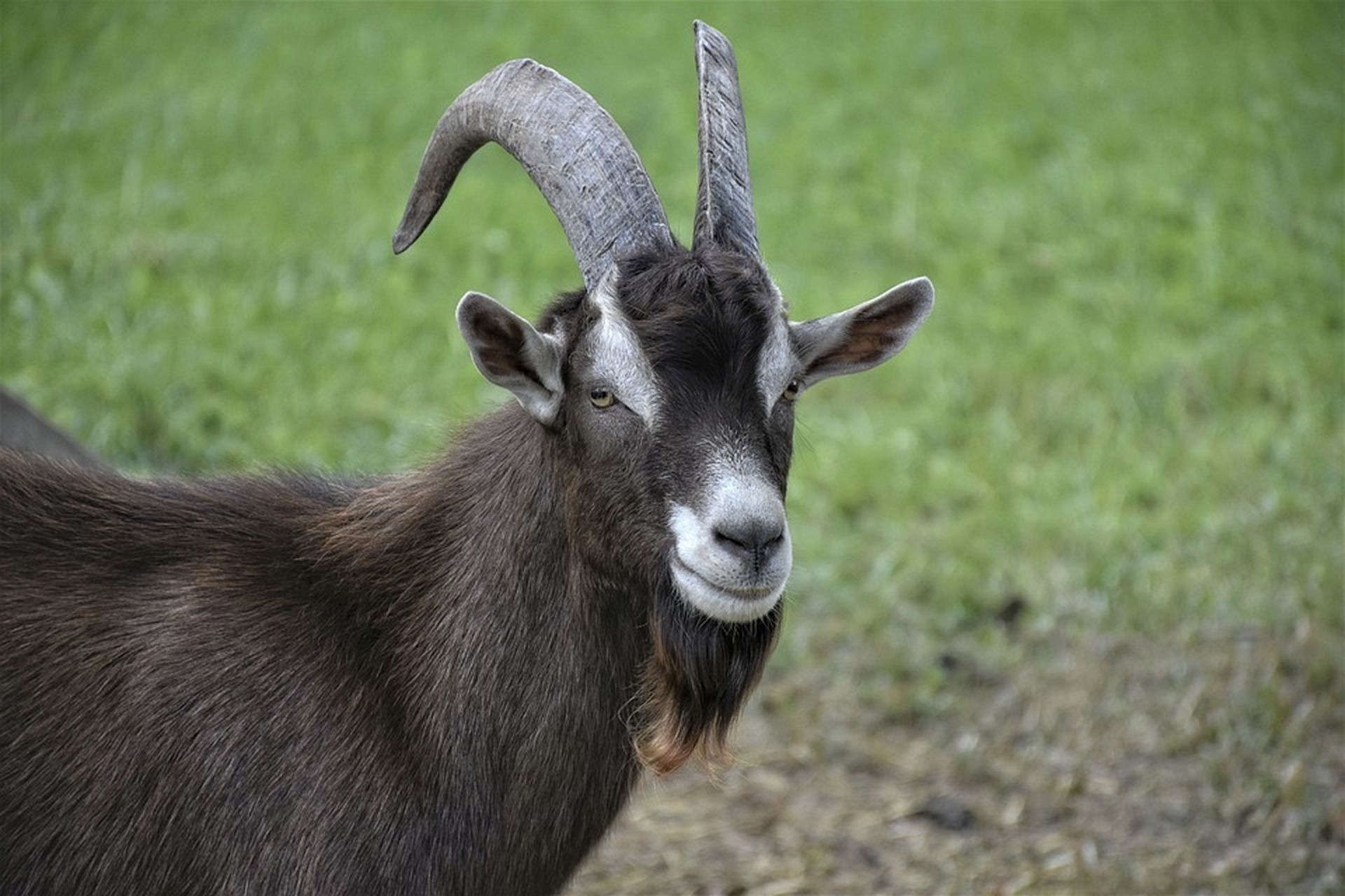 可愛的小羊羔,最後那隻毛色最漂亮.#動物趣圖#