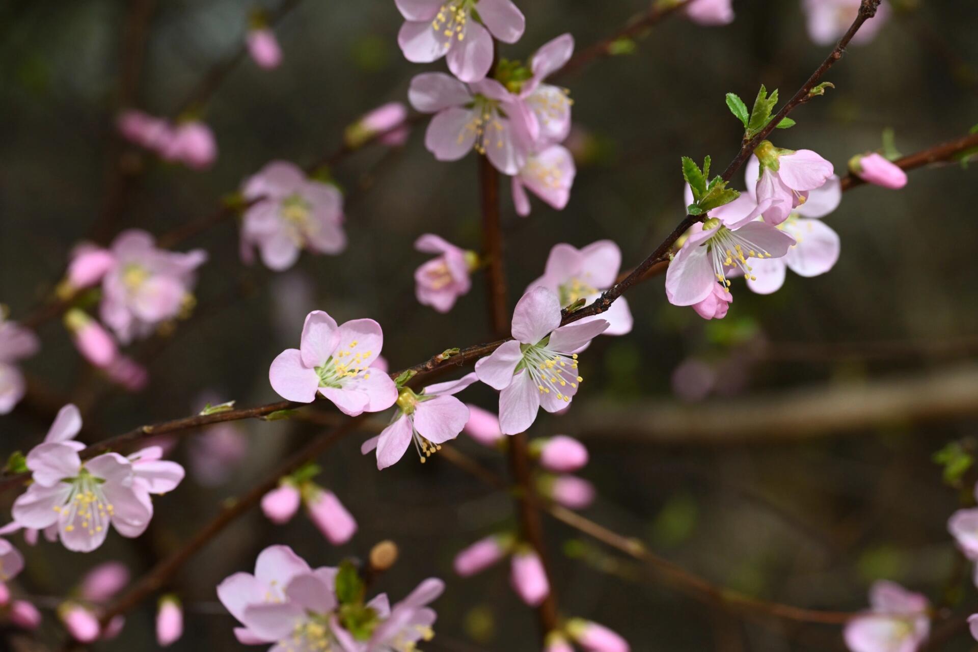 榆叶梅,顾名思义,叶子像榆树,花像梅花.