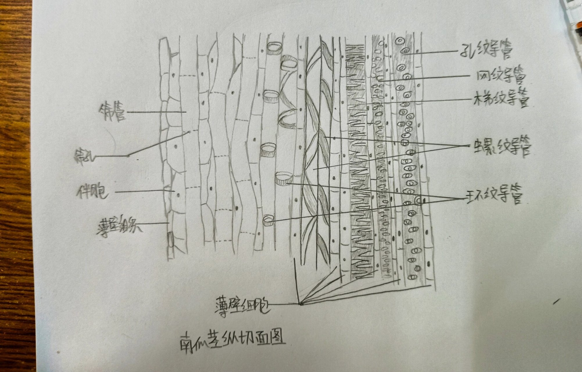 南瓜茎纵切结构图筛管图片