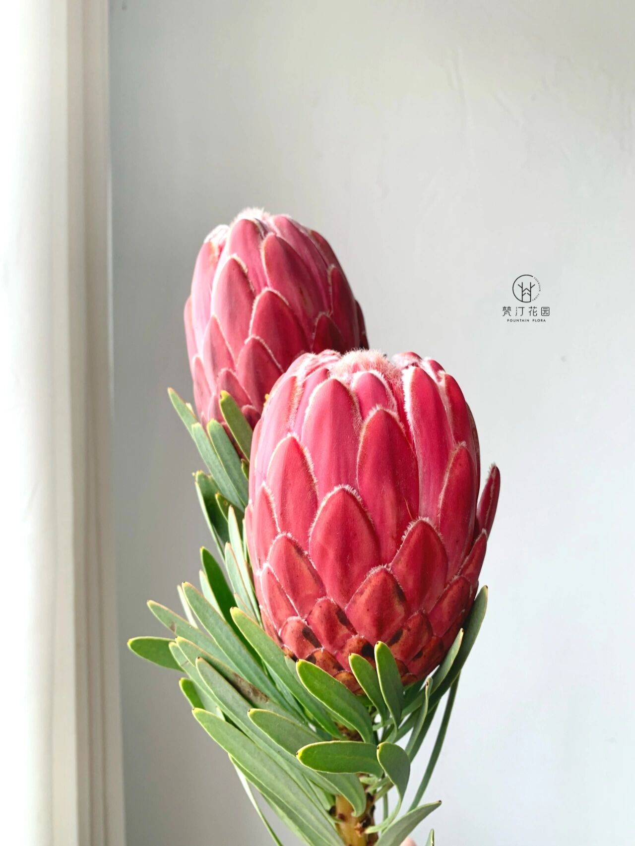 花材分享|"花中之王"南非公主花 94 	 9196帝王花protea cynar