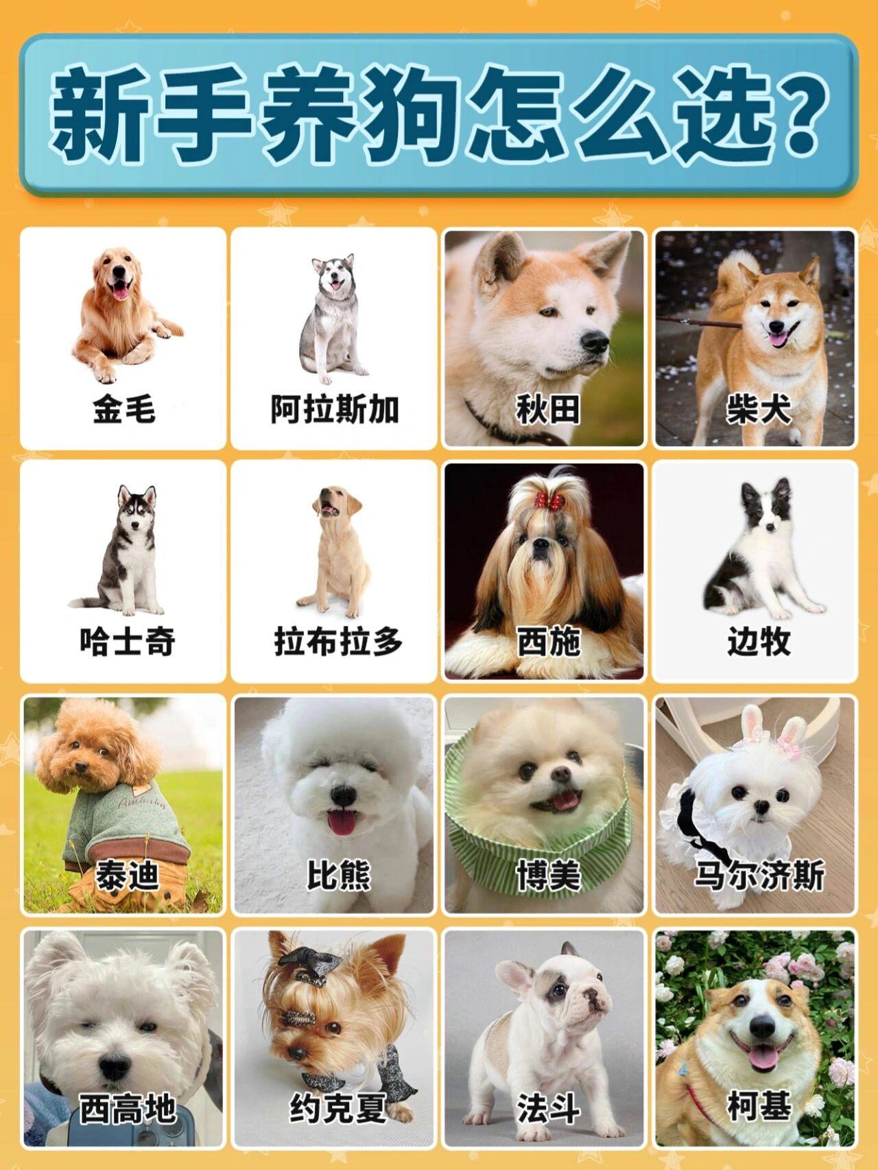 阿拉斯加犬智商图片