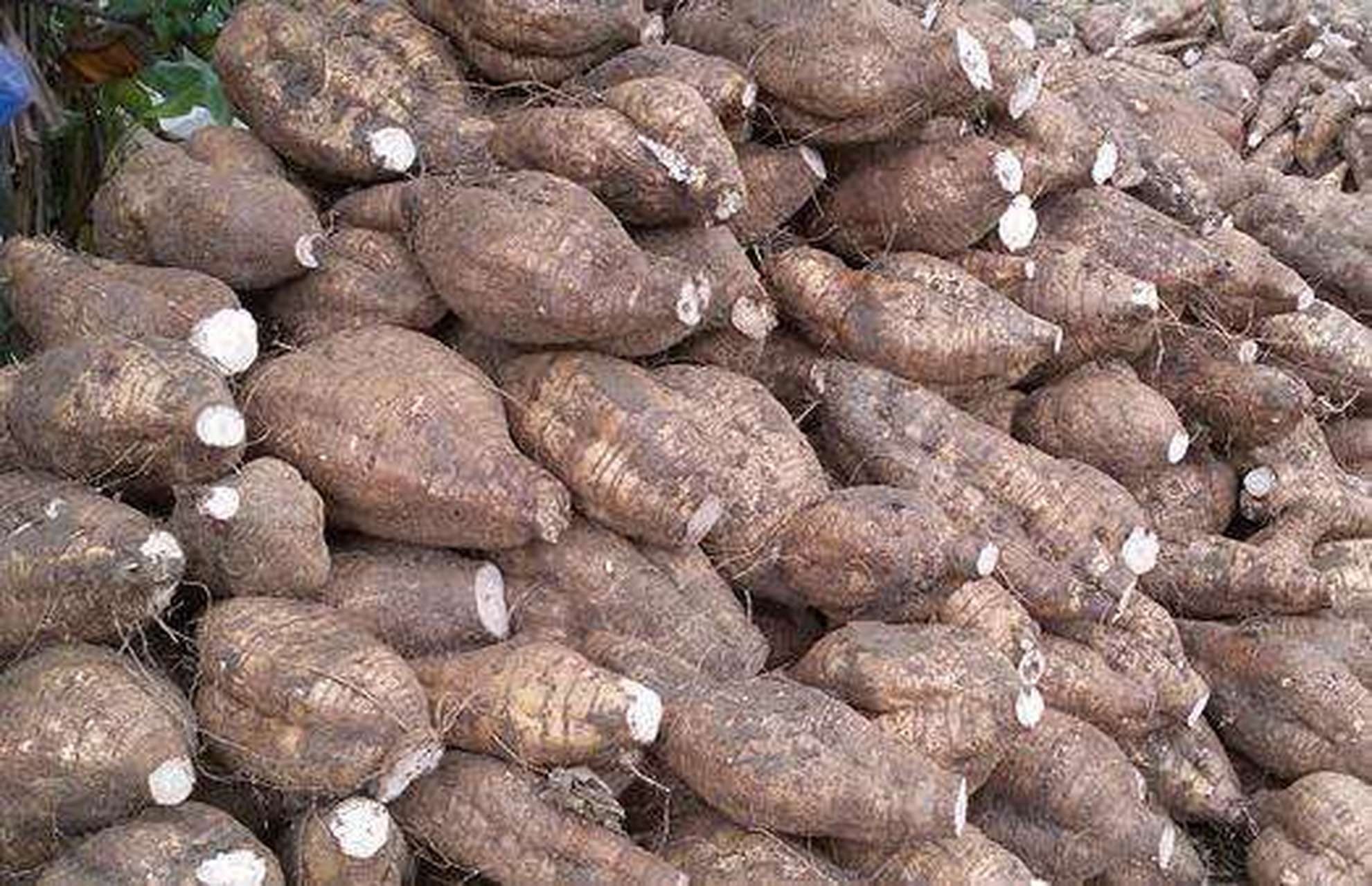 广东省特产 - 合水粉葛 合水粉葛主要有细叶粉葛,大叶粉葛,苍梧粉葛