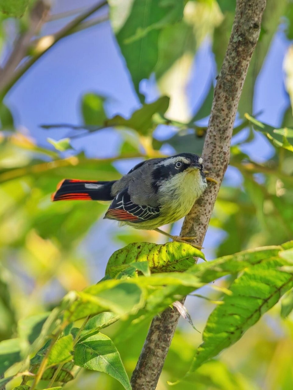 鸟类图鉴 | 尾巴在"燃烧"的火尾希鹛 原创拍摄于2022.