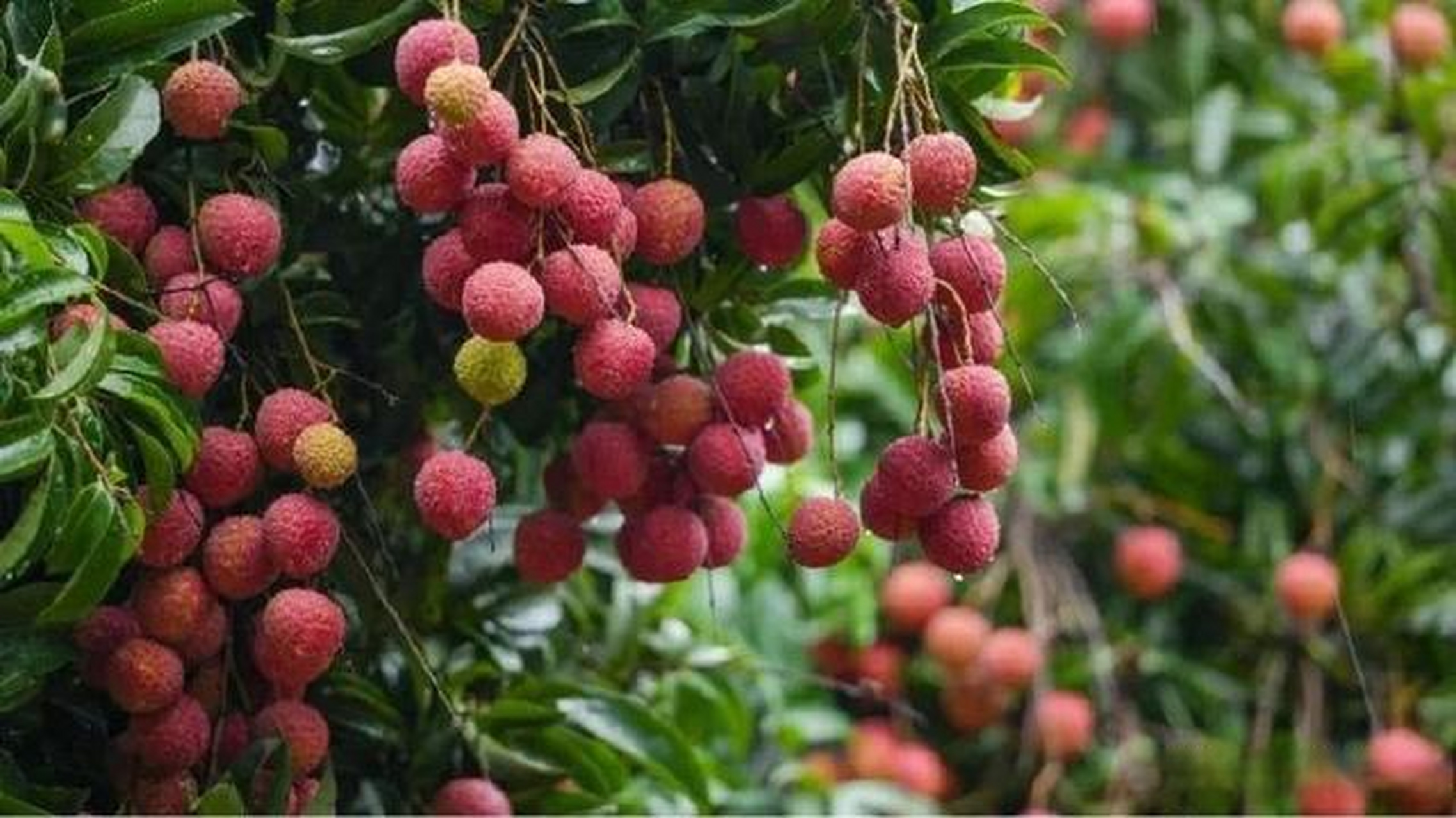 今年荔枝的价格预测