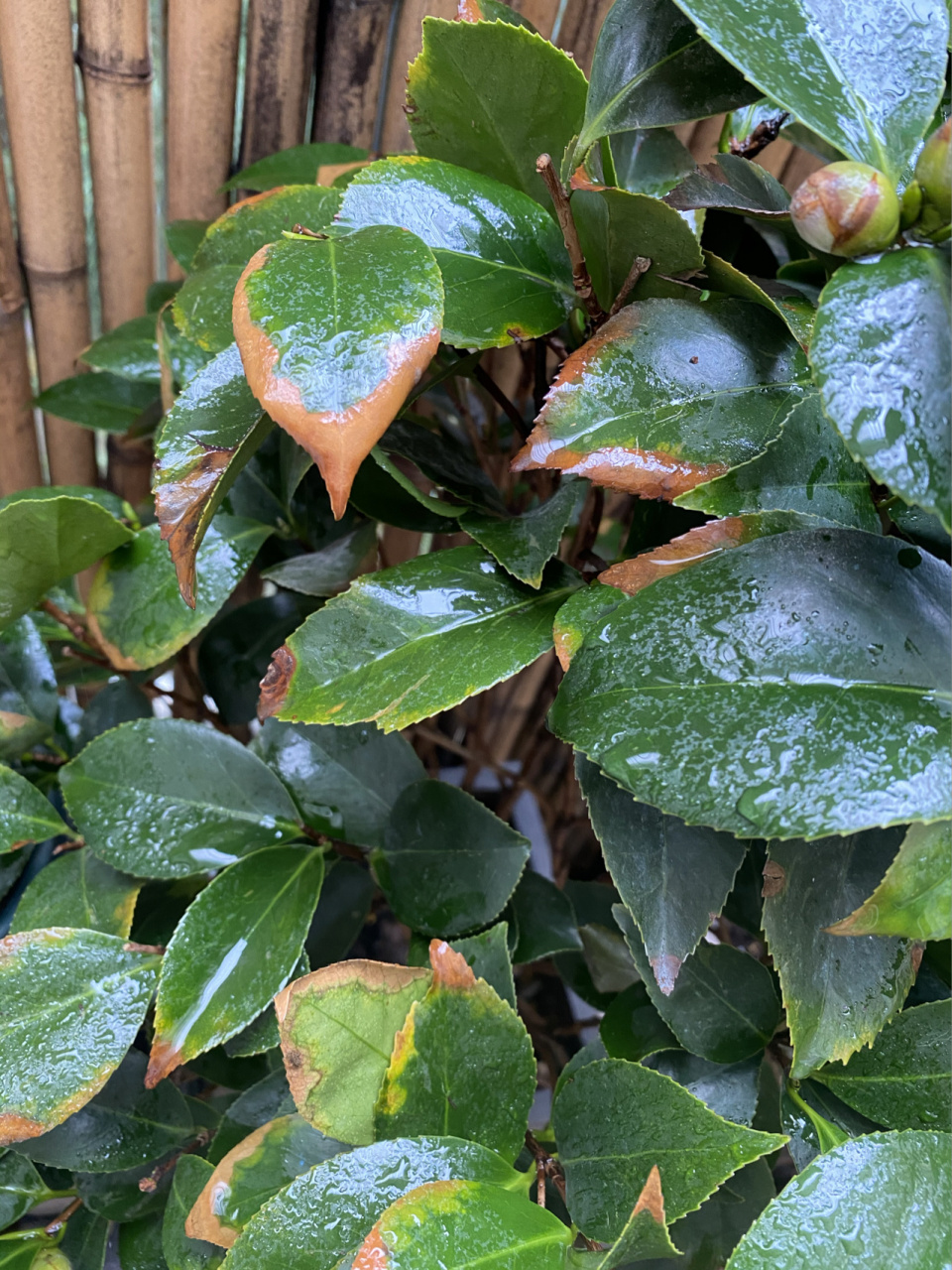 求助贴～茶花叶子发黄 求助各位,茶花叶子边发黄是什么问题,谢谢05