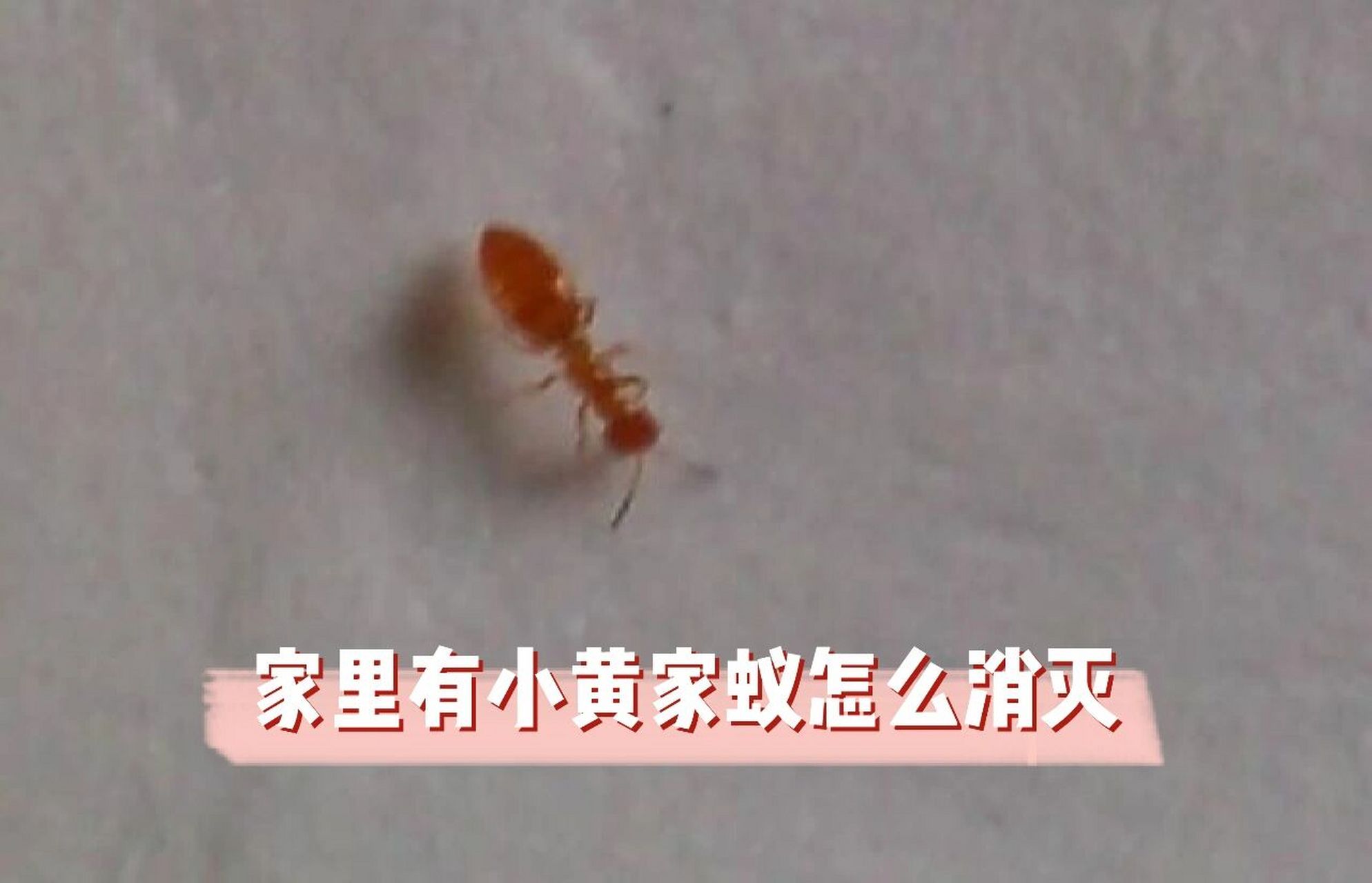 家里有小黄家蚁怎么消灭 家里有蚂蚁一般都是会成群的出现,蚂蚁会在
