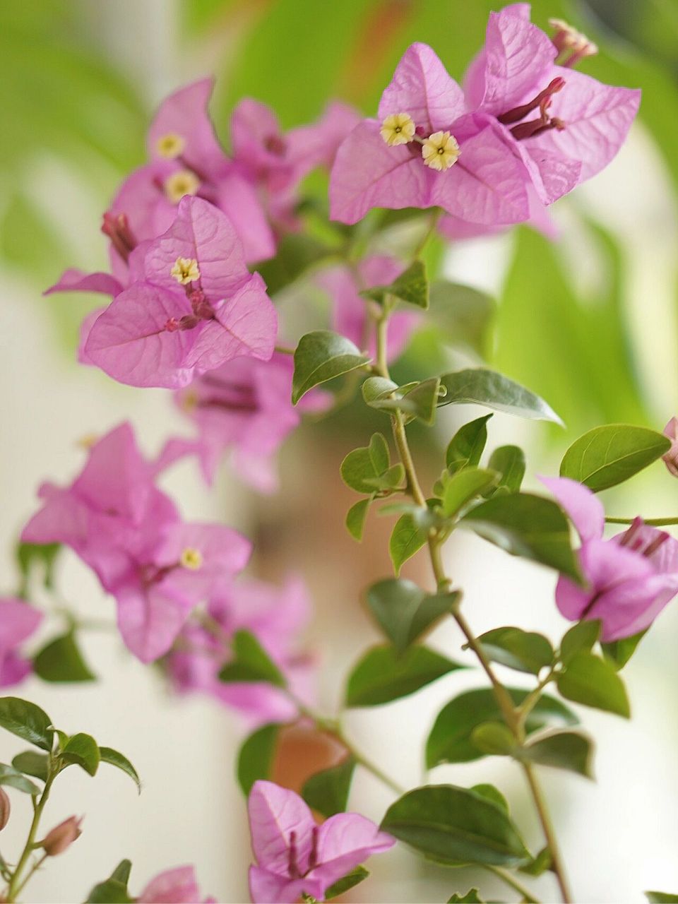 我真的太喜欢巴西紫三角梅了