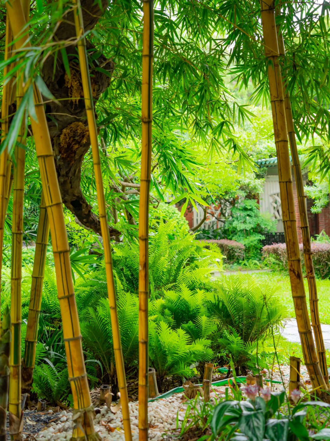 的吕洞宾 道馆建筑规模不大 但边上的竹林确实格外吸引人