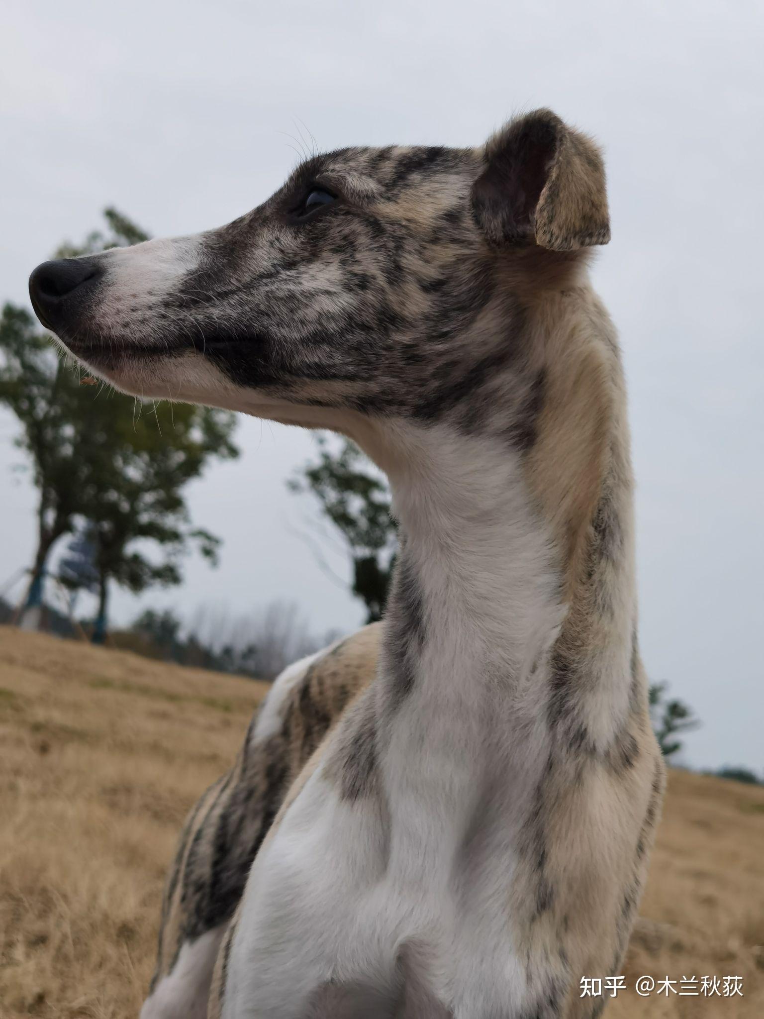 哪些品种的狗子身上不长毛