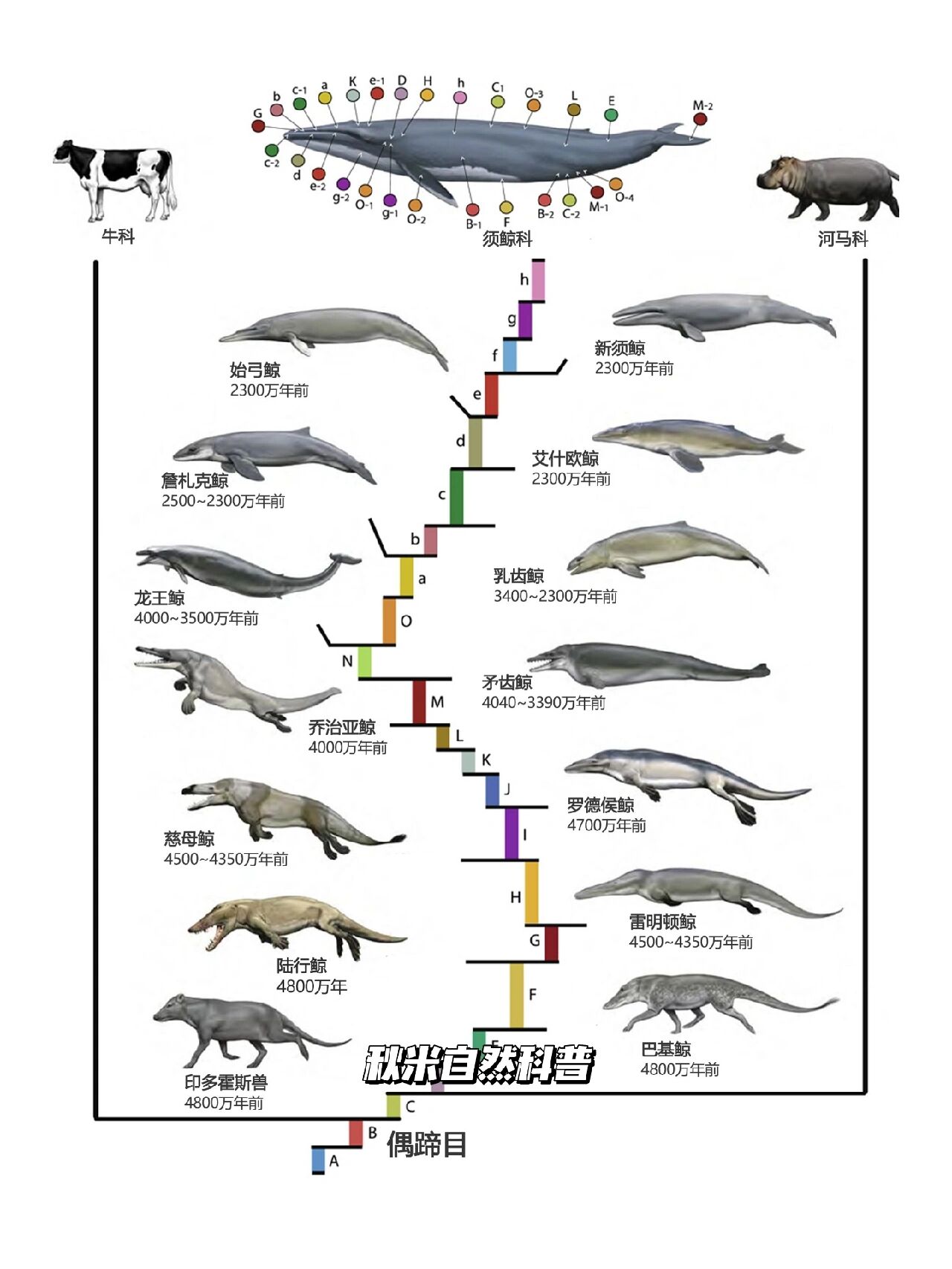 鲸鱼的祖先进化图图片