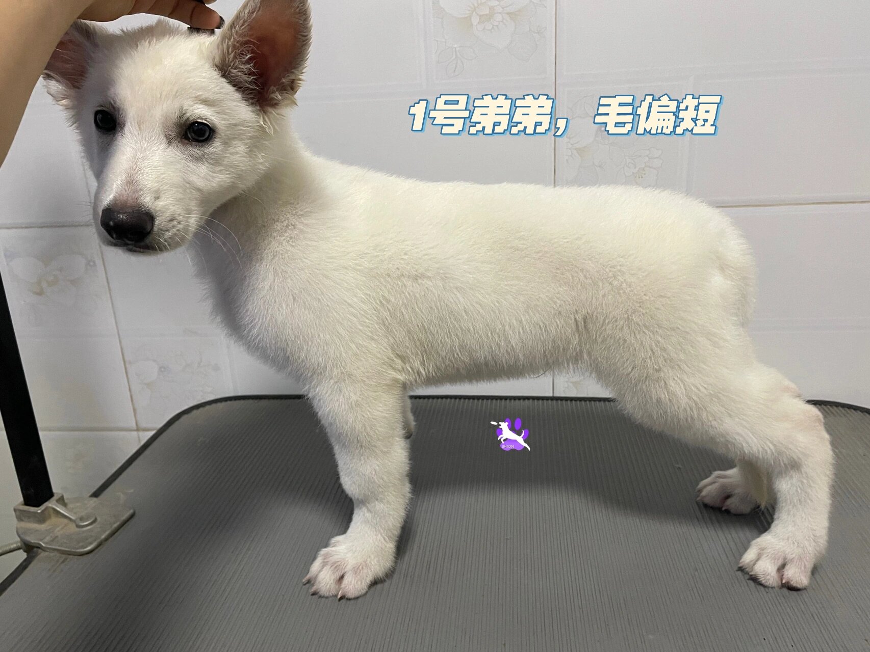 白色瑞士牧羊犬都去新家了留念不删 长毛宝宝已经被预定完了 8号就要