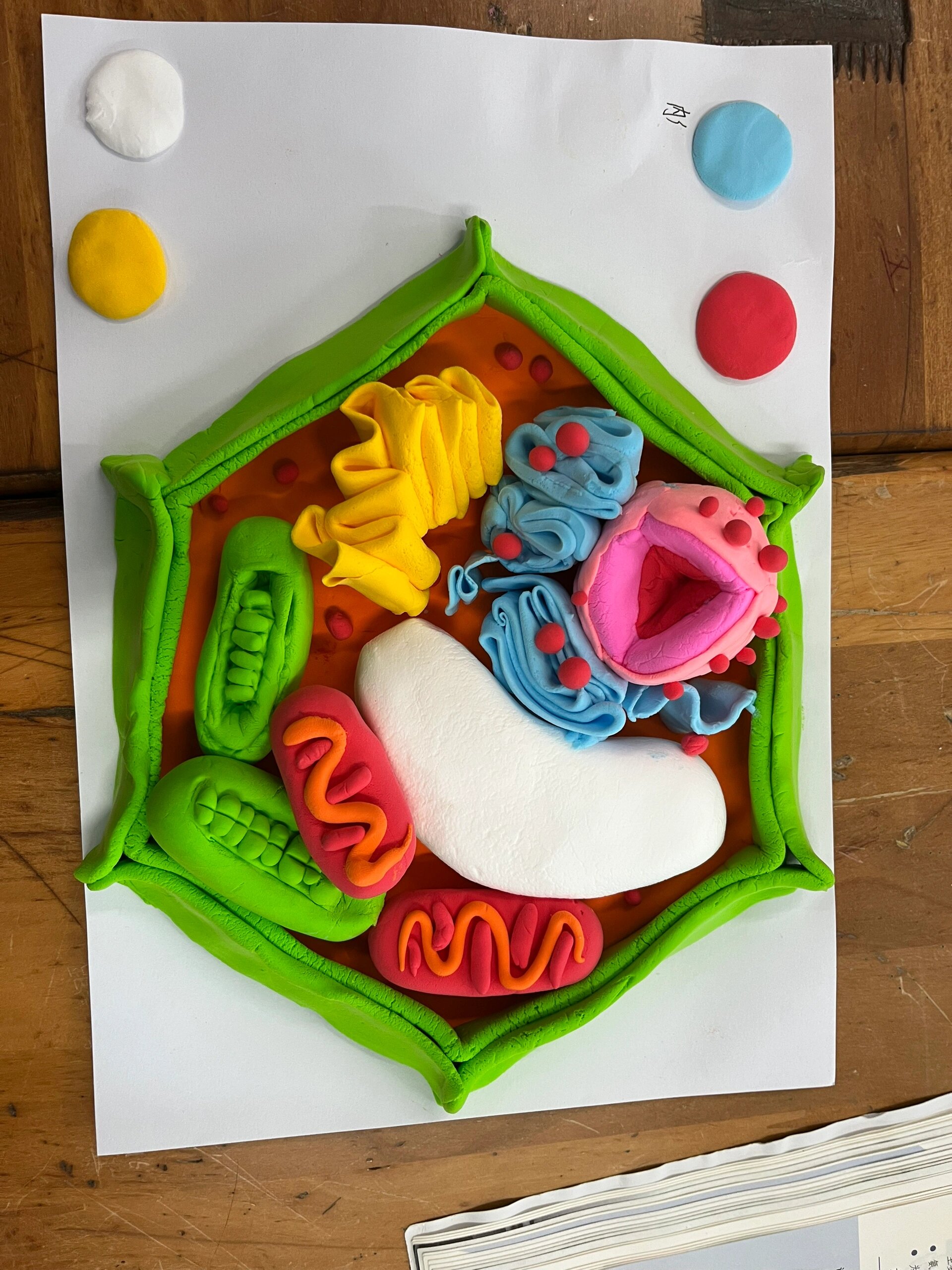 真核细胞三维结构模型