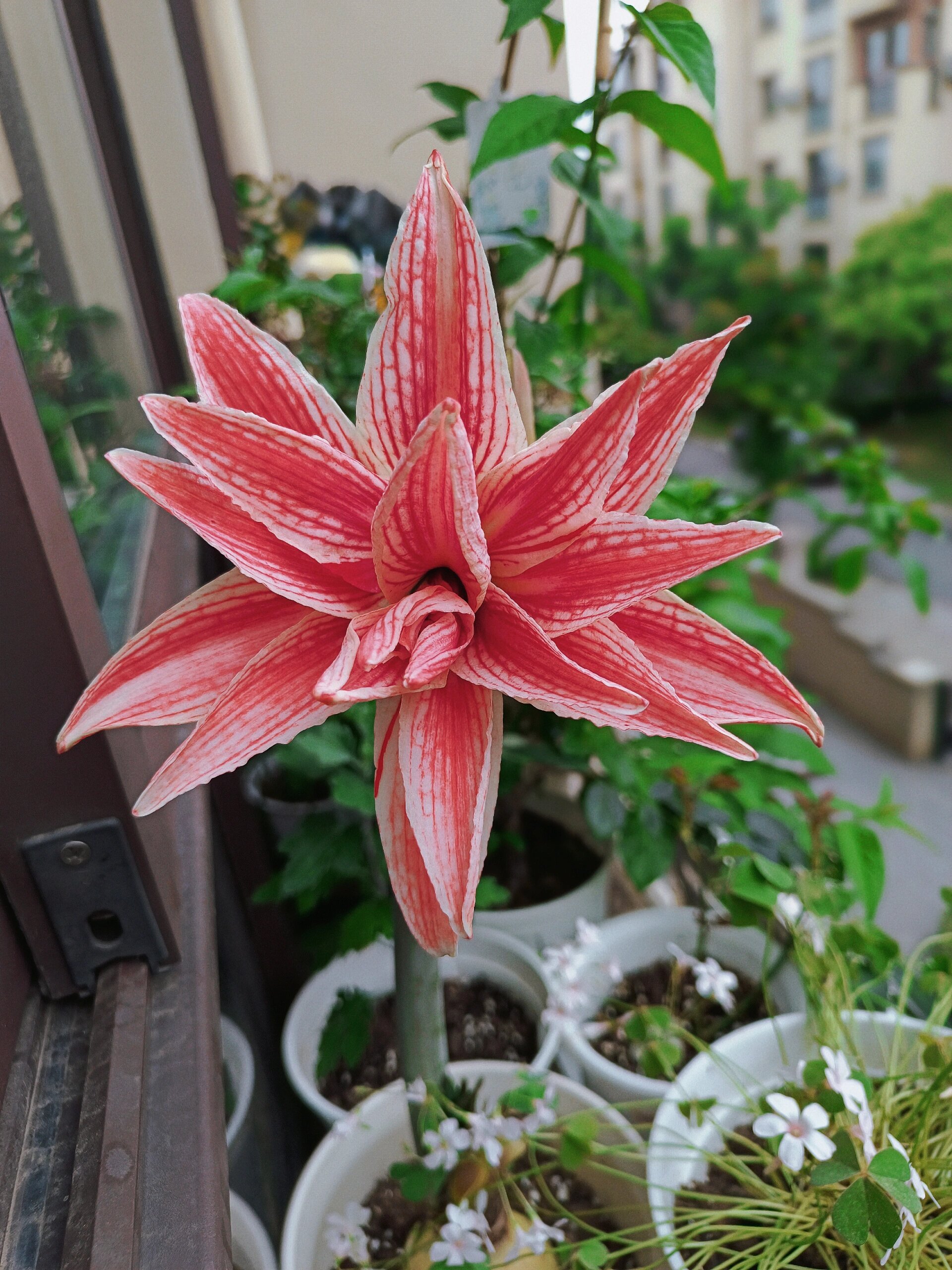 朱顶红 | 多福莱特 初花 多福莱特是红白色的花朵,纹路非常好看,花瓣