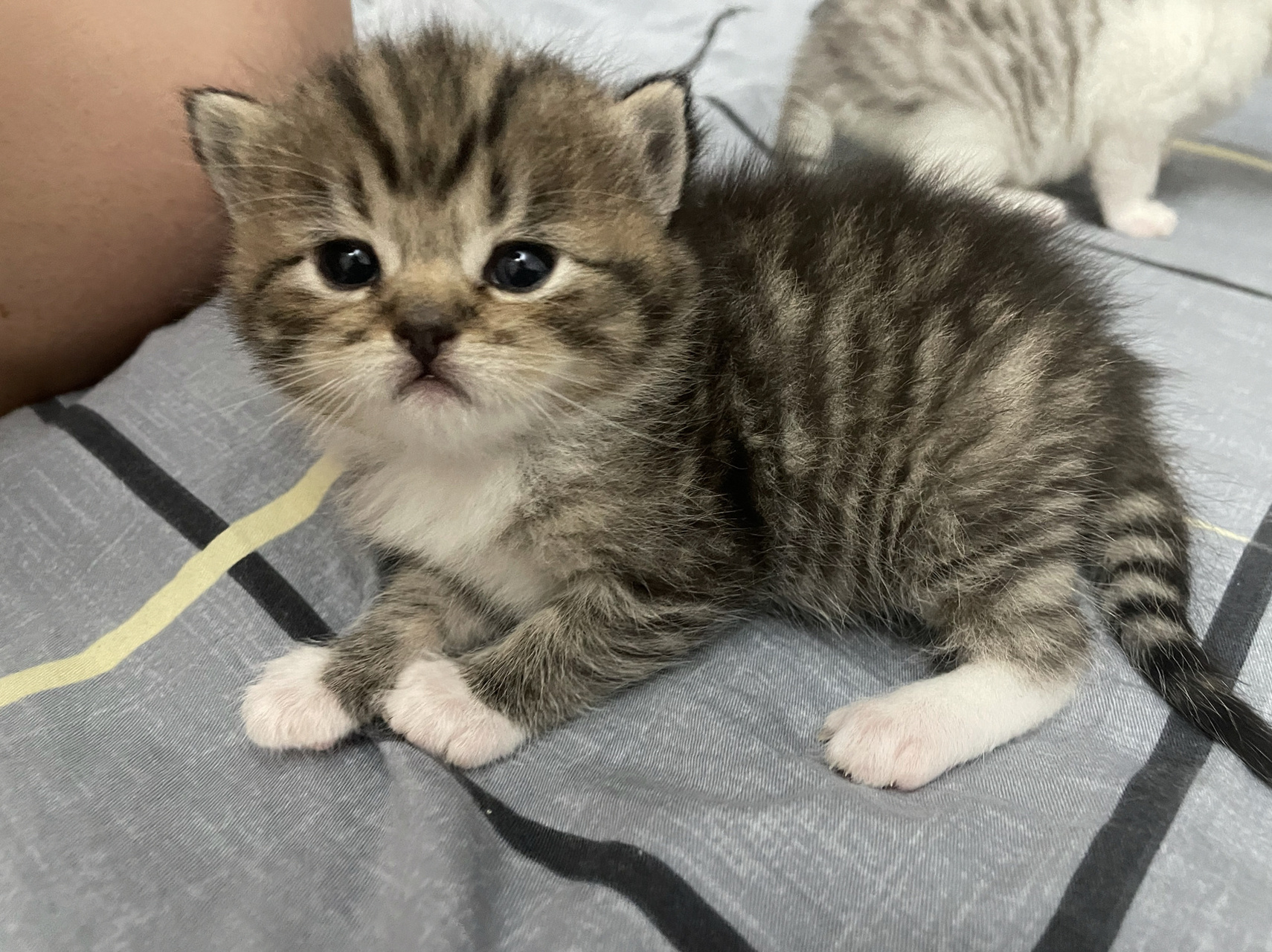 银渐层和布偶配出来的小崽子 4个小宝宝长的都不一样,但是都好软萌,都