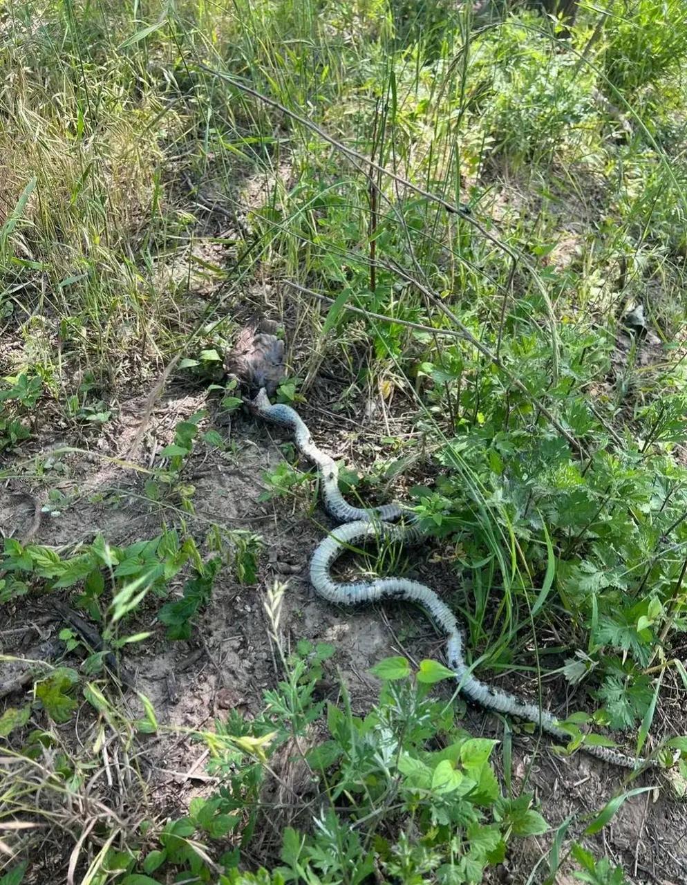 记得刚记事那时候还没有什么保护蛇的概念,抓蛇卖那是常有的事,鸟像
