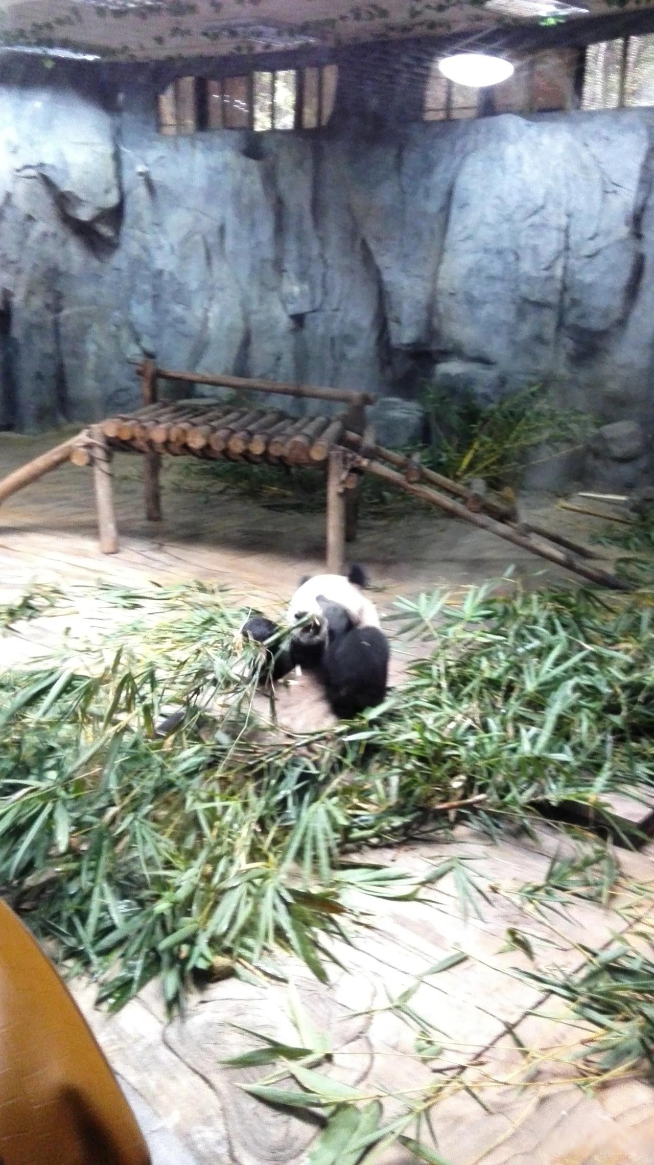 熊猫是中国文化的重要象征,常被视为和平,友好的使者,常作为"外交礼物