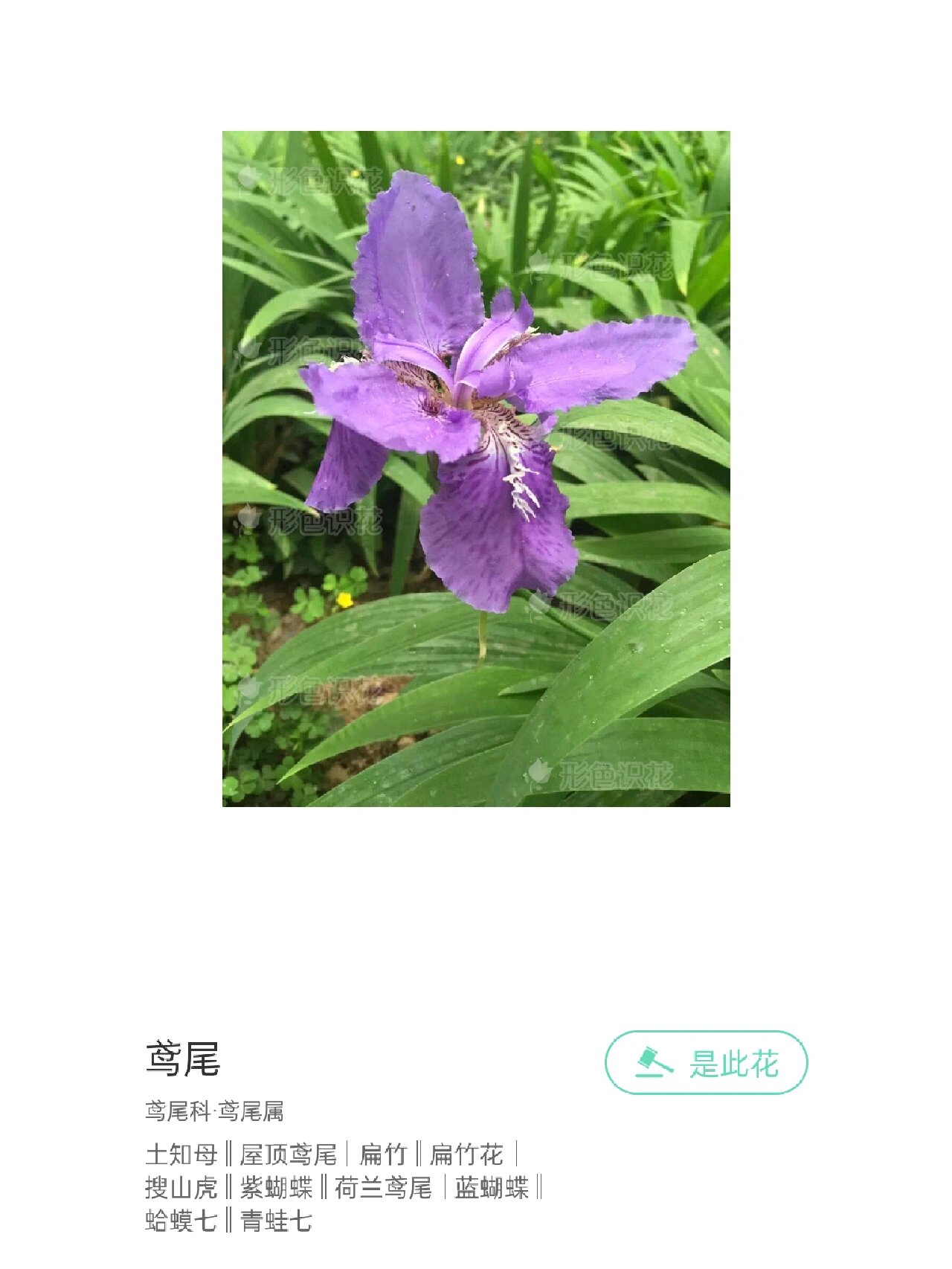 鸢尾草功效图片