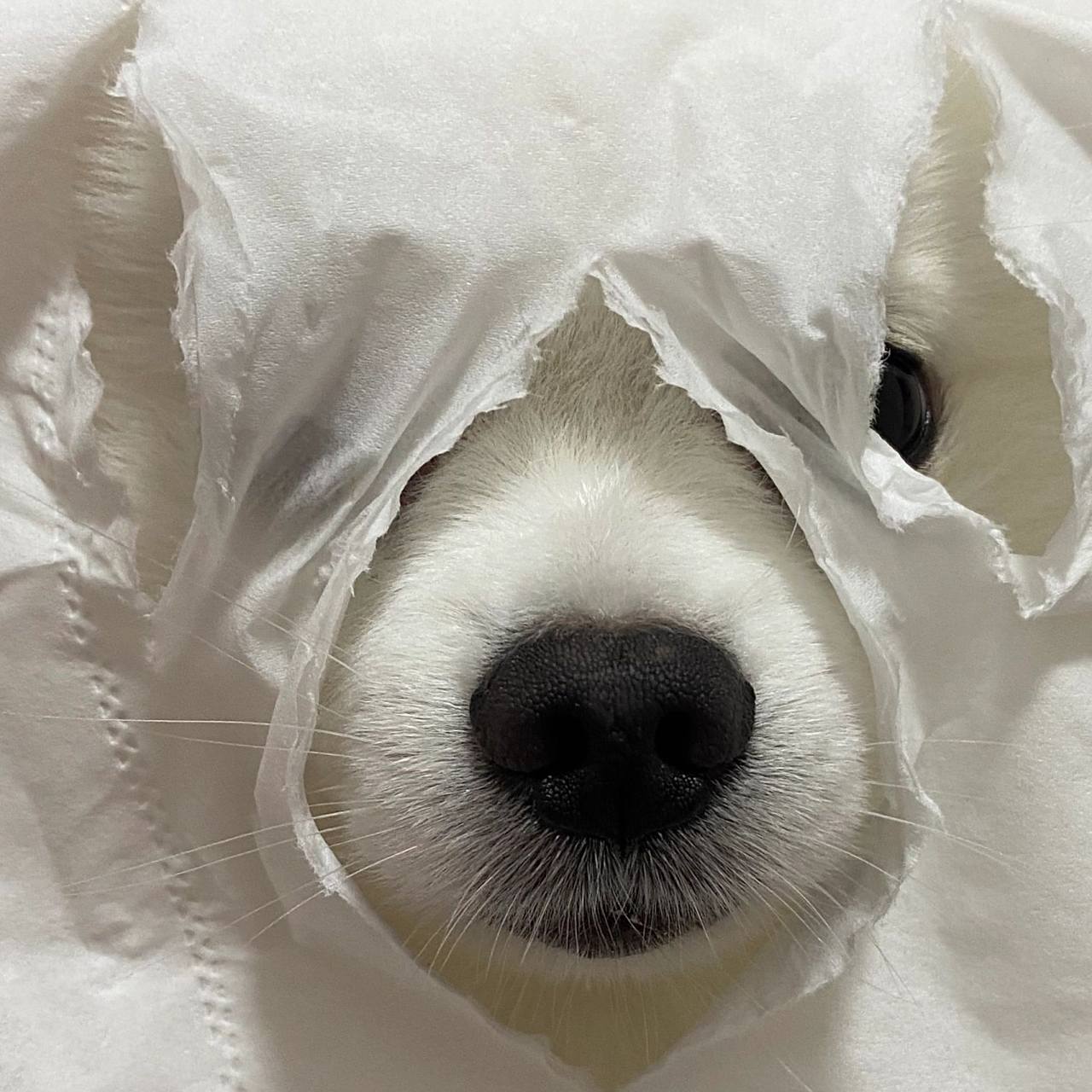 小狗搞笑头像哈哈哈哈哈 小狗搞笑头像哈哈哈哈哈 	 狗:你才是真的