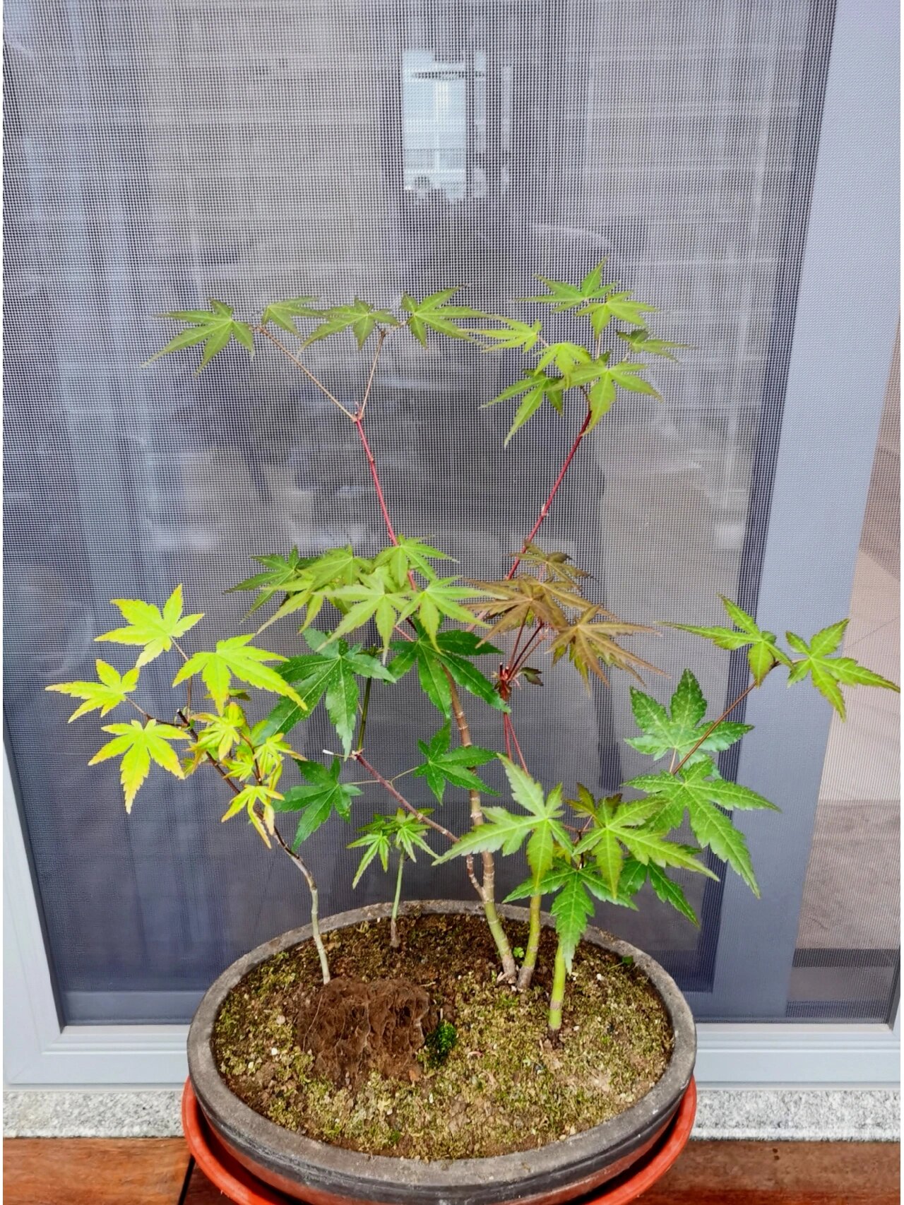 盆景|枫树小丛林