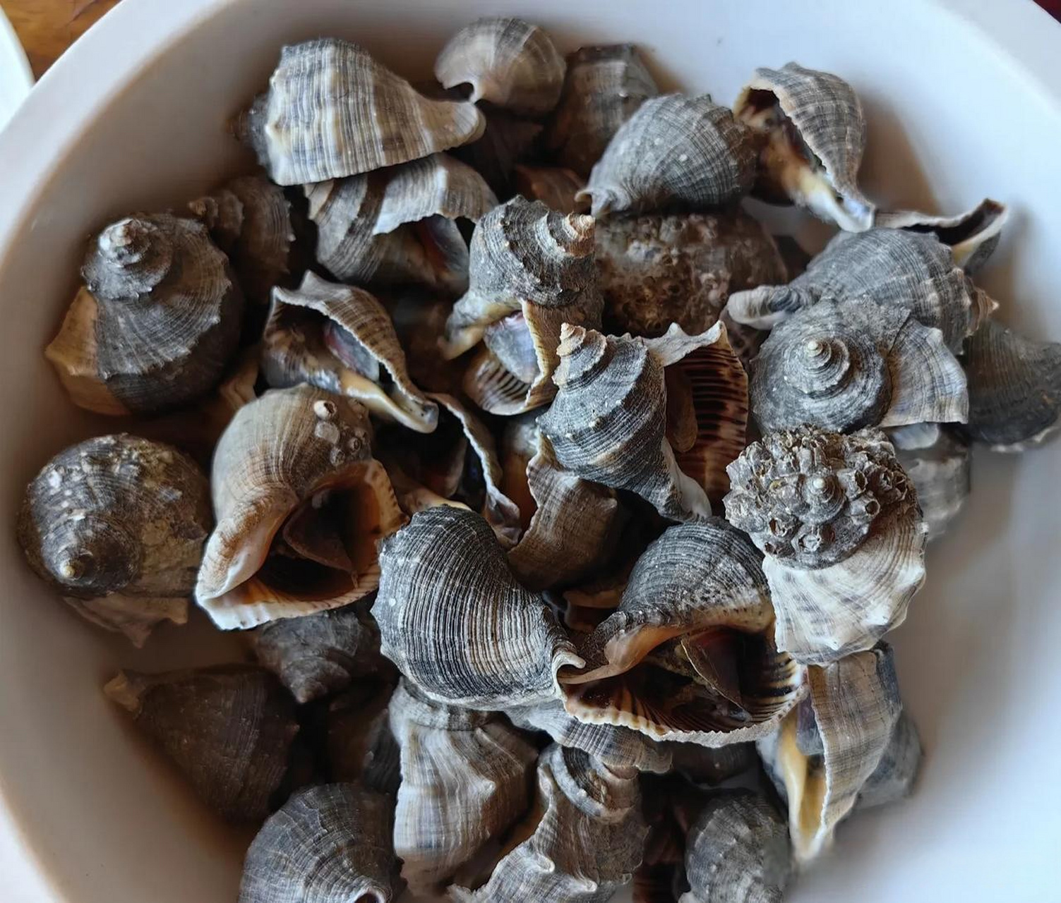 小海螺,15元一斤,买了二斤,煮着吃,还是不错的.