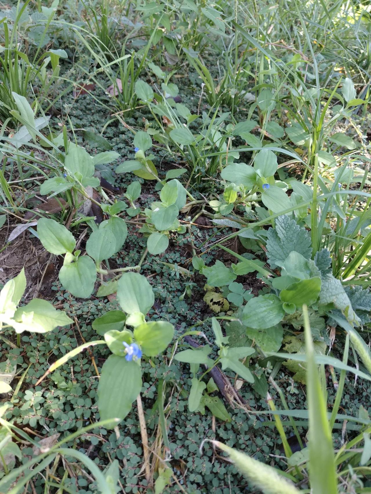 饭包草一草多枝,便掐了一枝想栽于花盆之中
