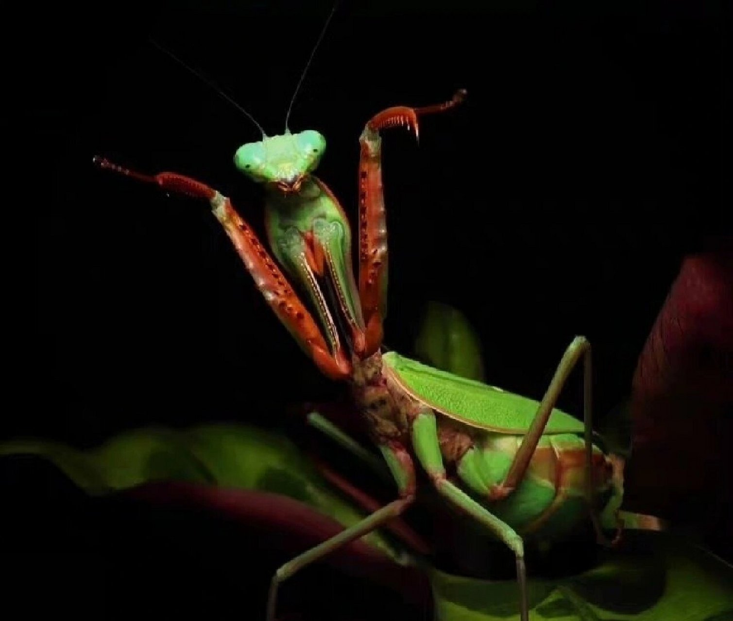 澳洲宽腹血刃螳螂(本店上新) 澳洲斧螳,学名 hierodula majuscula.