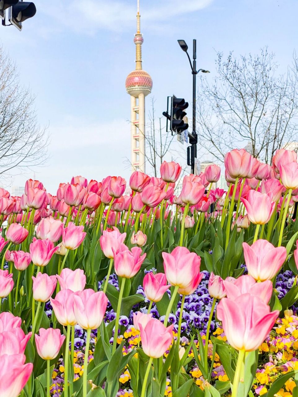 外滩的郁金香93让人化身老法师 9393939393939393