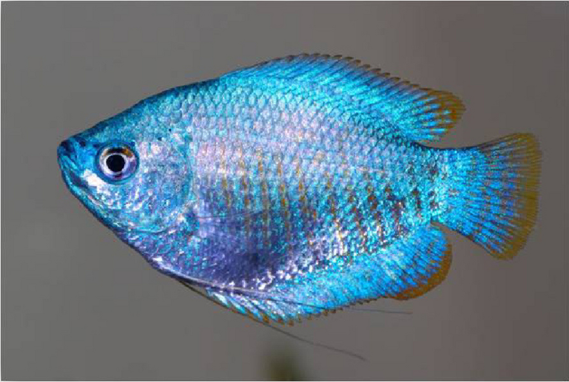 别名:桃核鱼,小丽丽鱼,蜜鲈,加拉米鱼.原产地:亚洲的印度东北部.