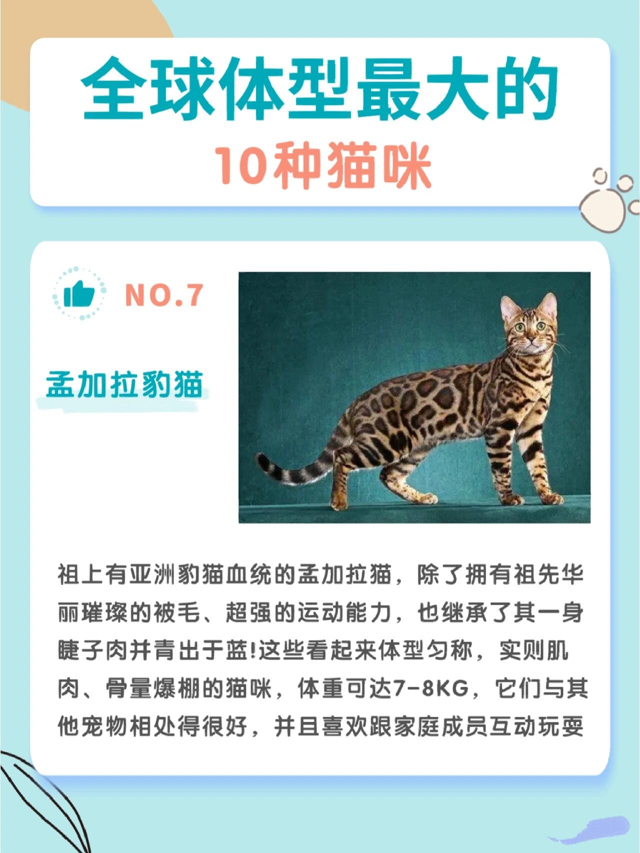 猫咪排行榜之体型最大的10种猫