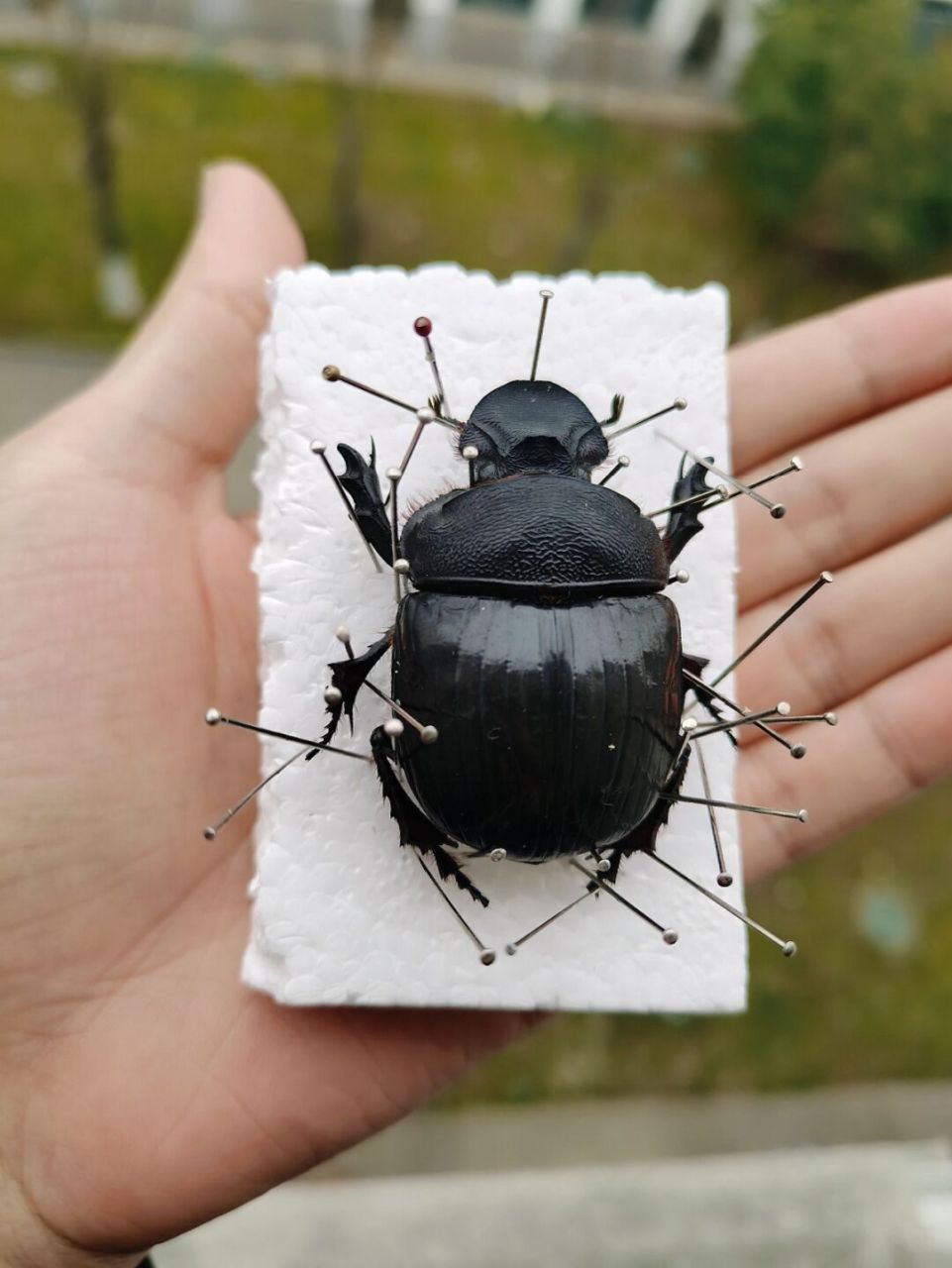 大屎壳郎标本 大型屎壳郎 大象屎壳郎 #屎壳郎# #甲虫# #标本里的奇遇