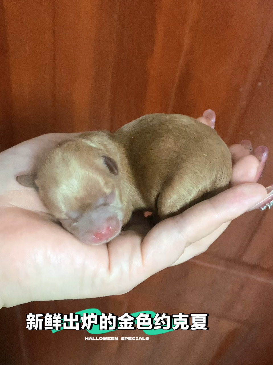 刚出炉的金色约克夏 崽崽,金约同窝还有弟弟,刚出生