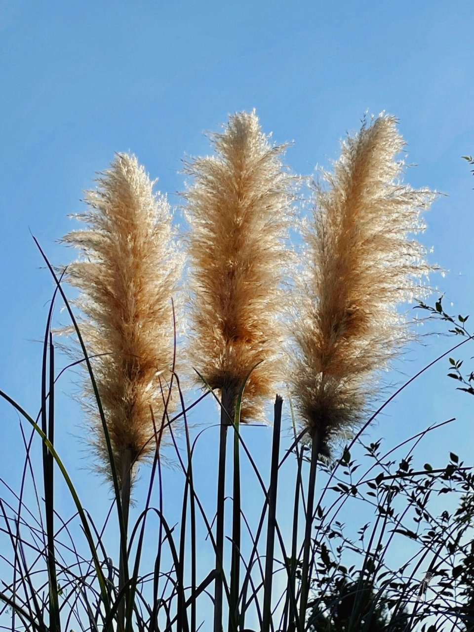 植物分享|秋天的禾草 96植物园里寻秋记录～秋天