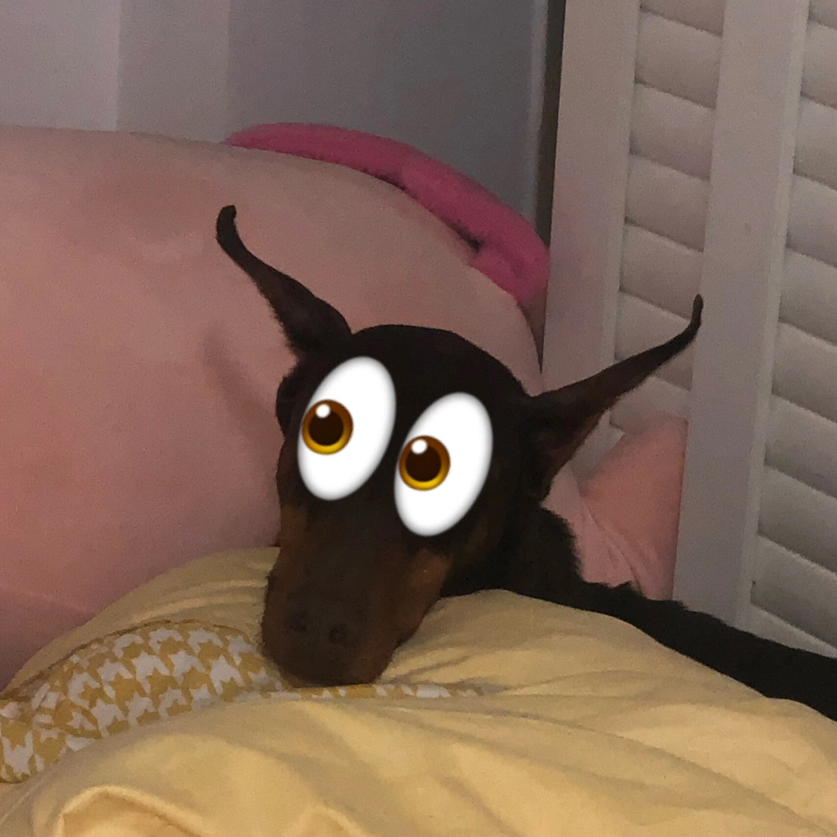 眼睛瞪的像铜铃👀