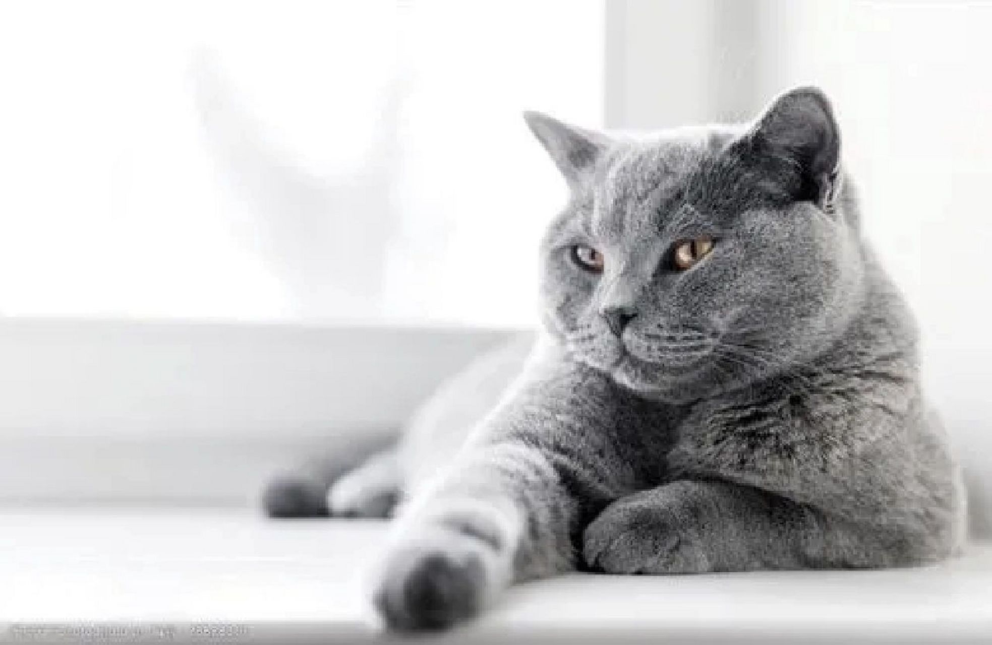 灰色猫咪求一个独一无二的名字9797 灰色猫咪求一个独一无二的