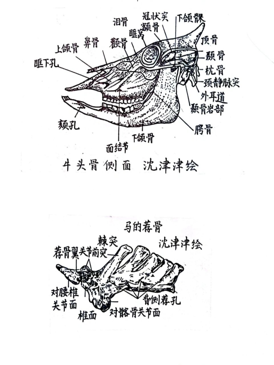 牛的四肢确实发达,但"头骨"绝对不简单 动物学解剖课作业,绘制牛的