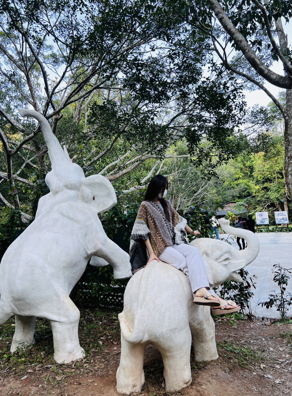 去野象谷喂象啦～98 99门票60/人   未成年半票30/人 6315