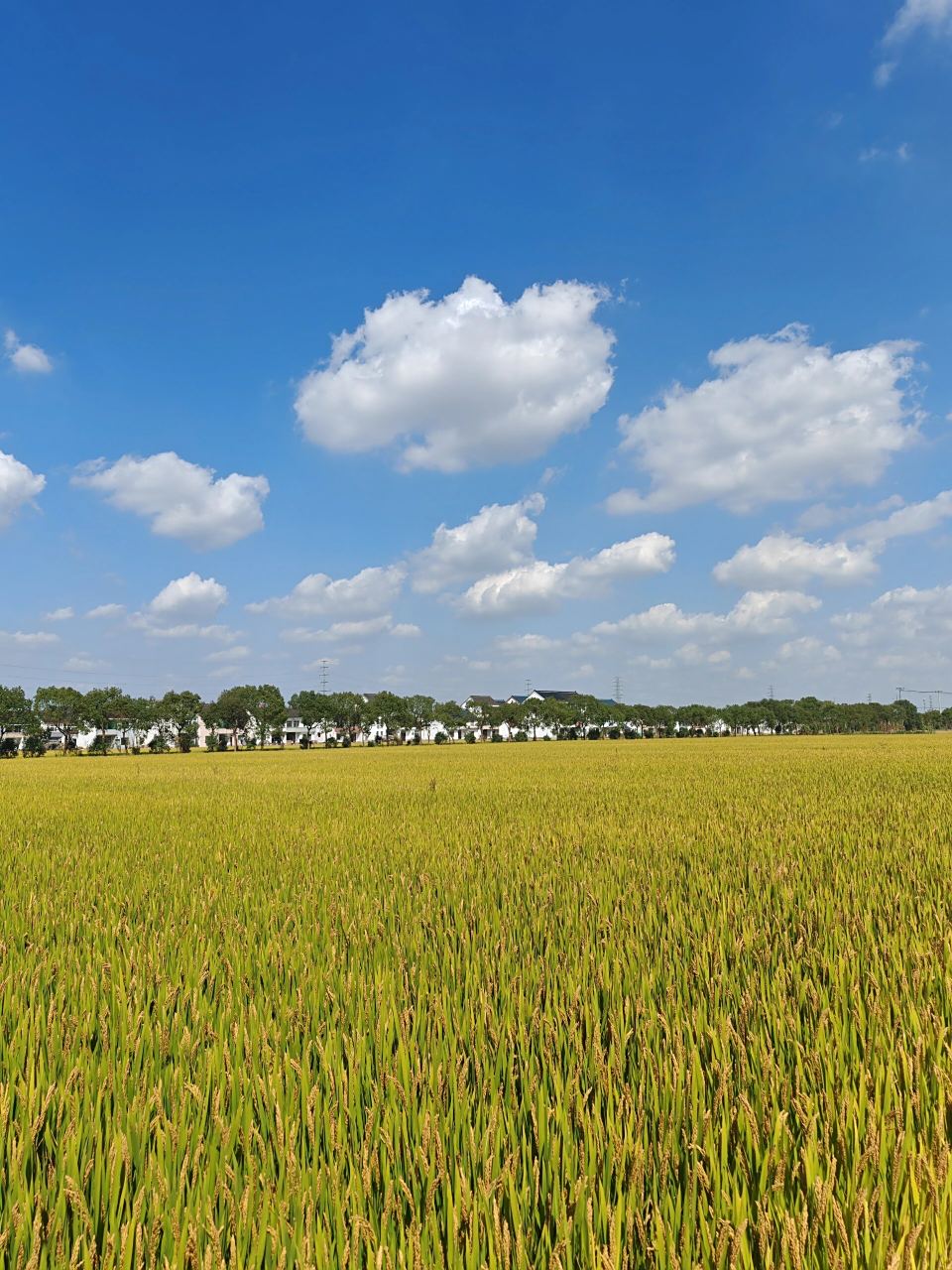 上海郊区的田园风景 不因匆忙而错过风景,闲暇之余到上海郊区感受下